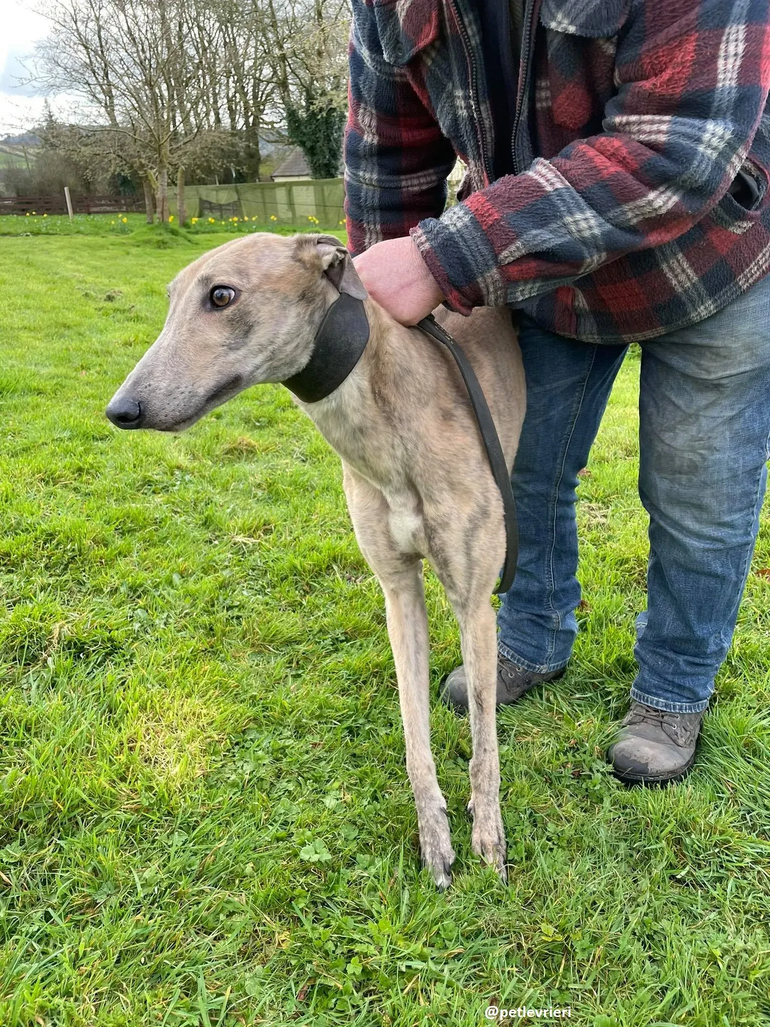 rosemary adozione greyhound 4