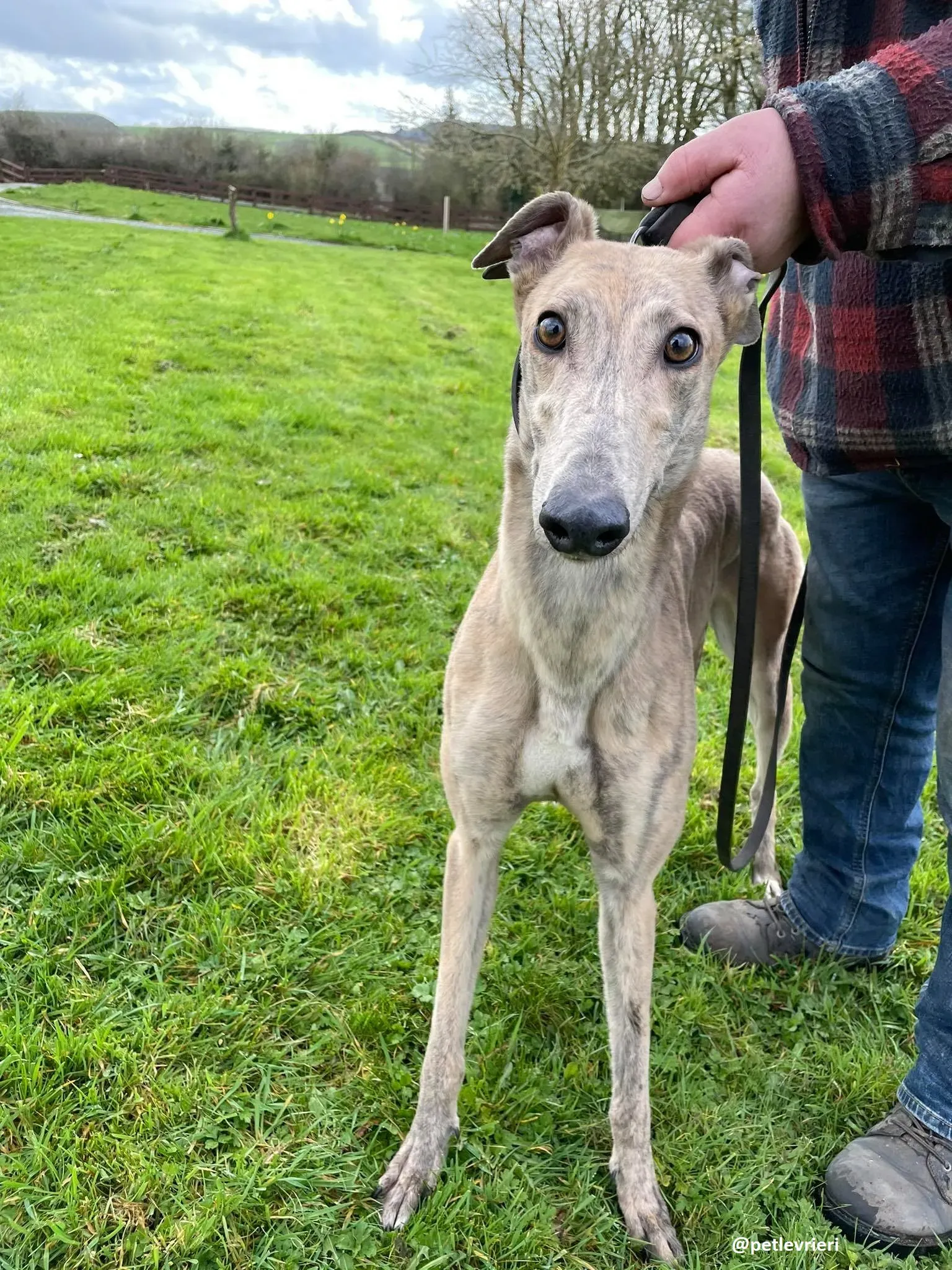 rosemary adozione greyhound 5