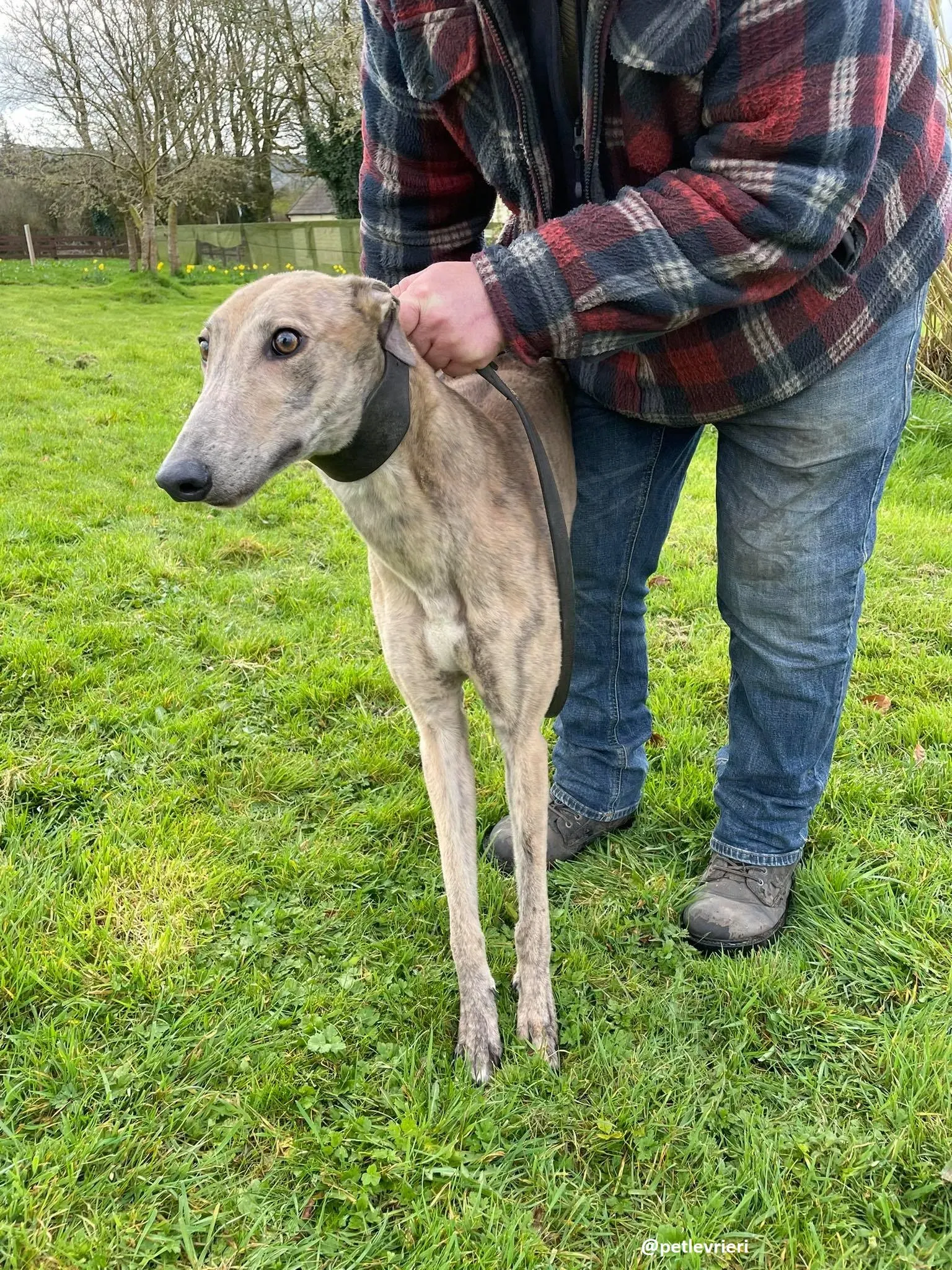 rosemary adozione greyhound 6