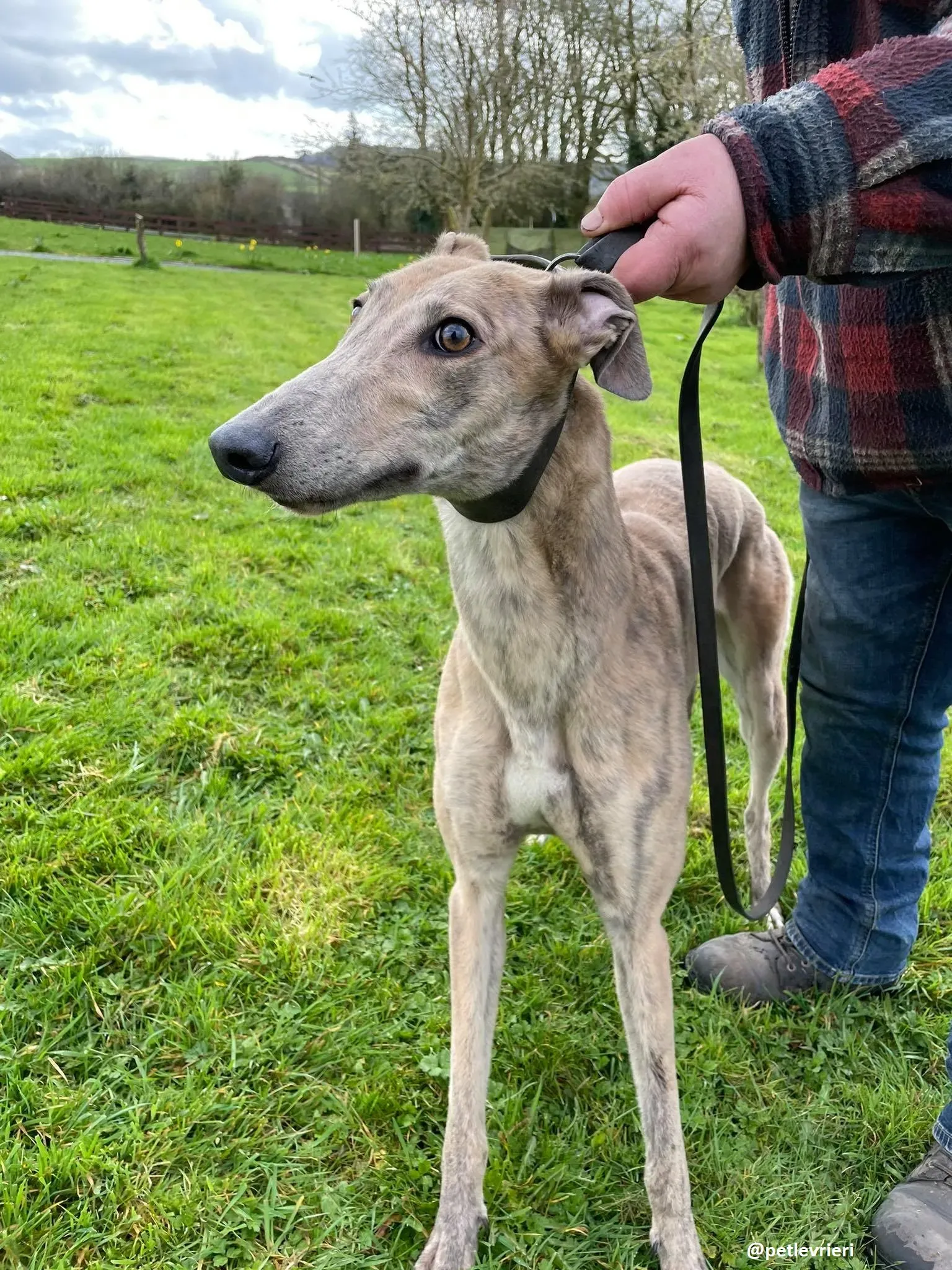 rosemary adozione greyhound 7