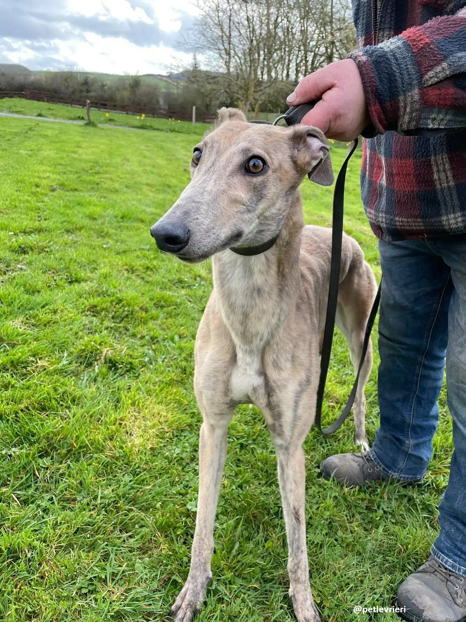 rosemary adozione greyhound 8