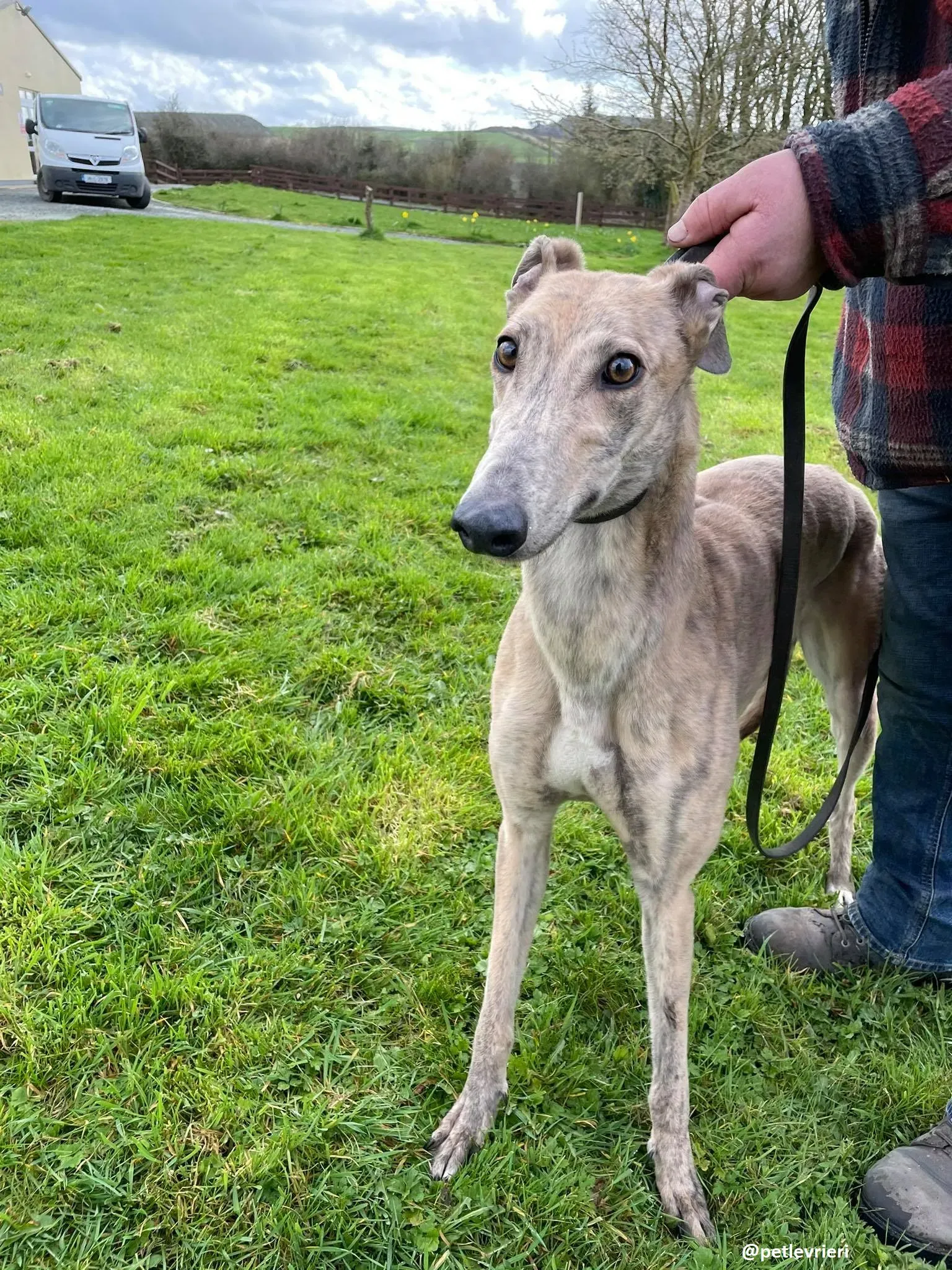 rosemary adozione greyhound 9