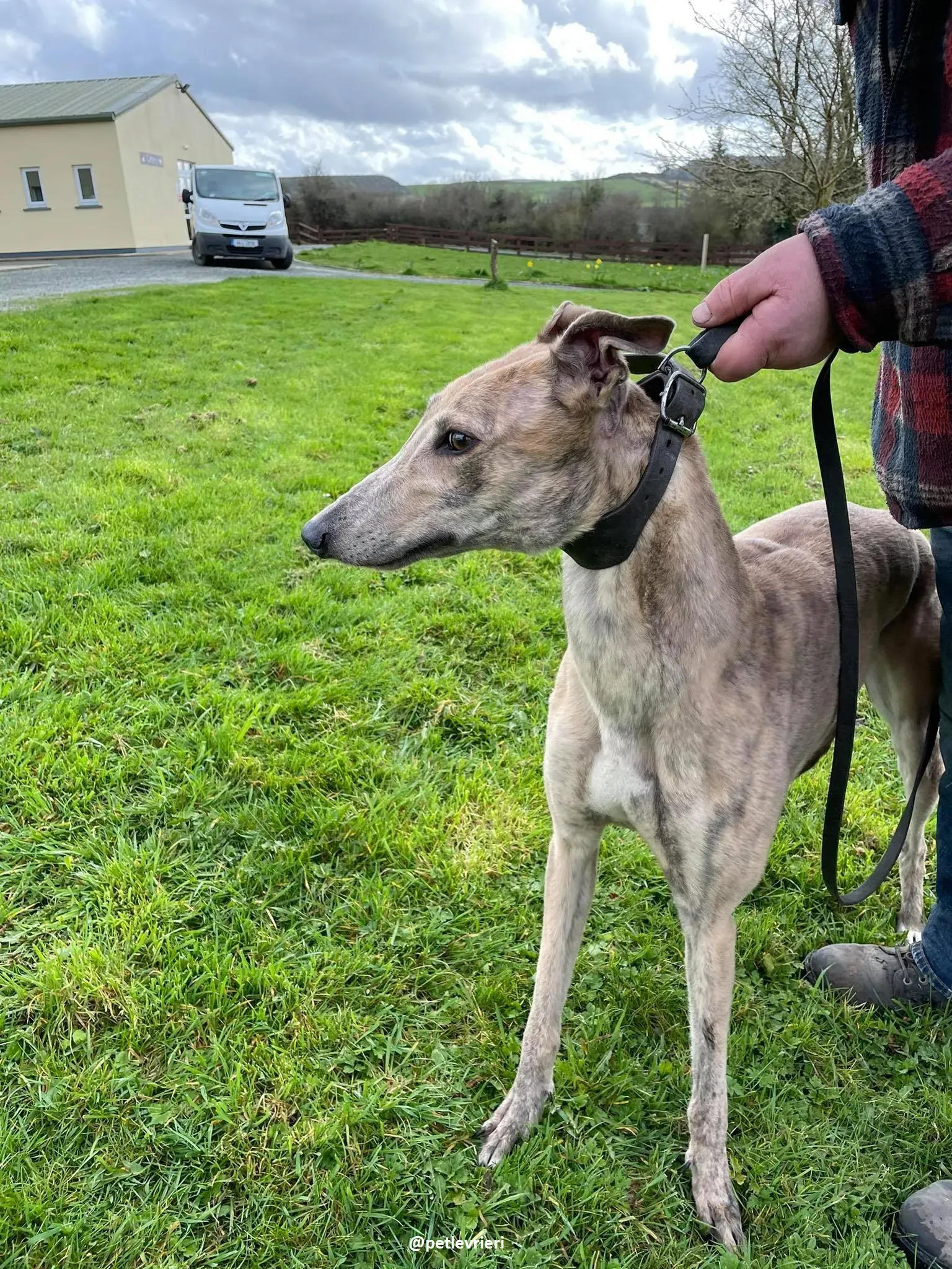 rosemary adozione greyhound