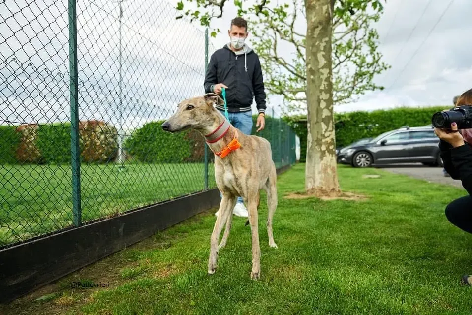 rosemary.greyhound adozionelevrieri. 1