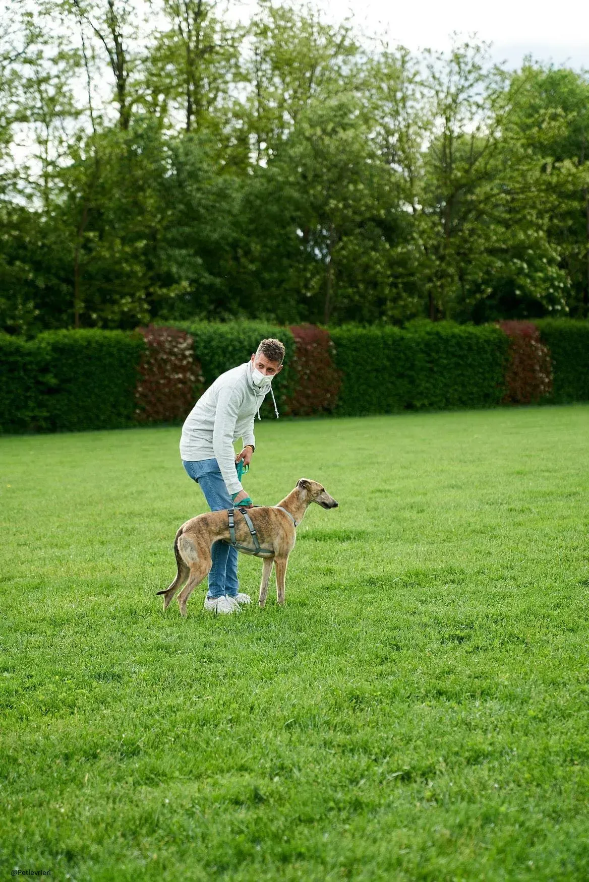 rosemary.greyhound adozionelevrieri. 3