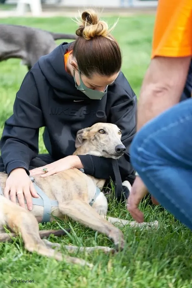 rosemary.greyhound adozionelevrieri. 4