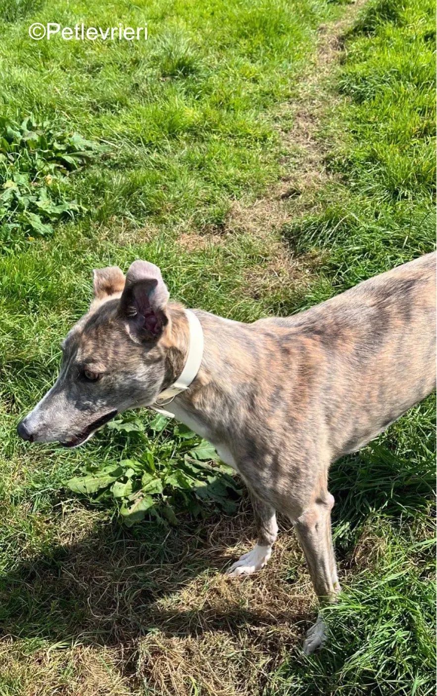 rosie adozione levrieri greyhound 1