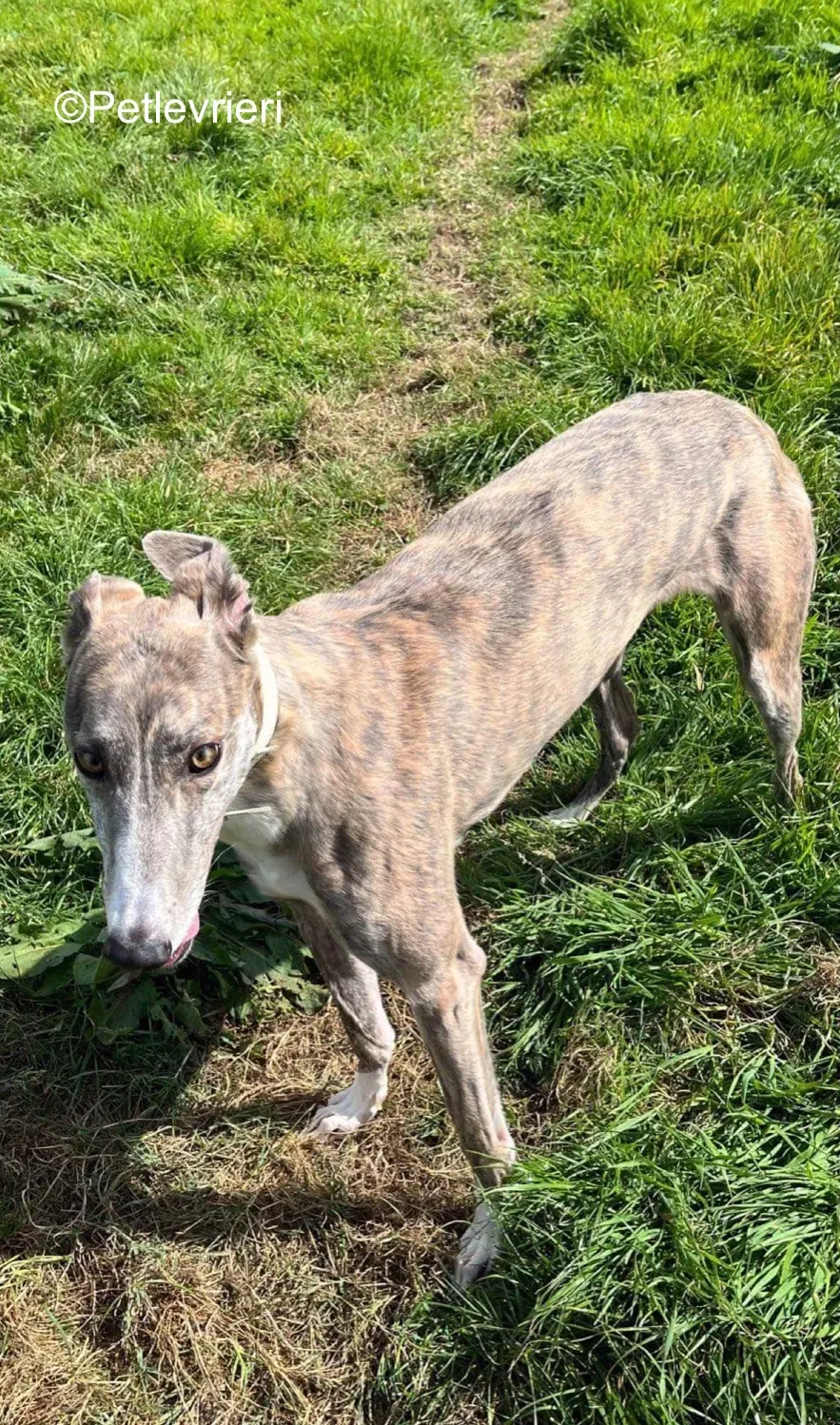 rosie adozione levrieri greyhound 2