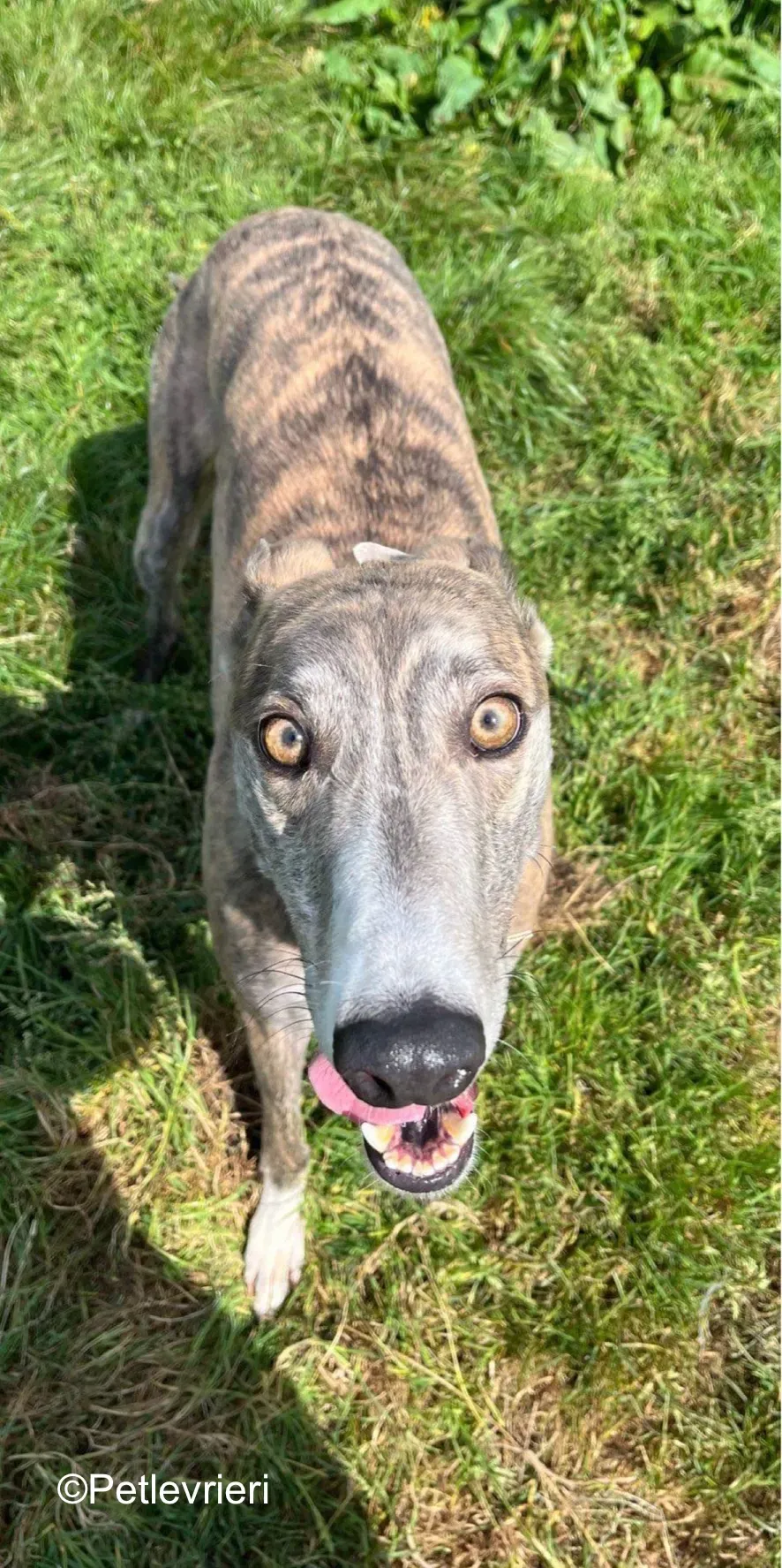 rosie adozione levrieri greyhound 3