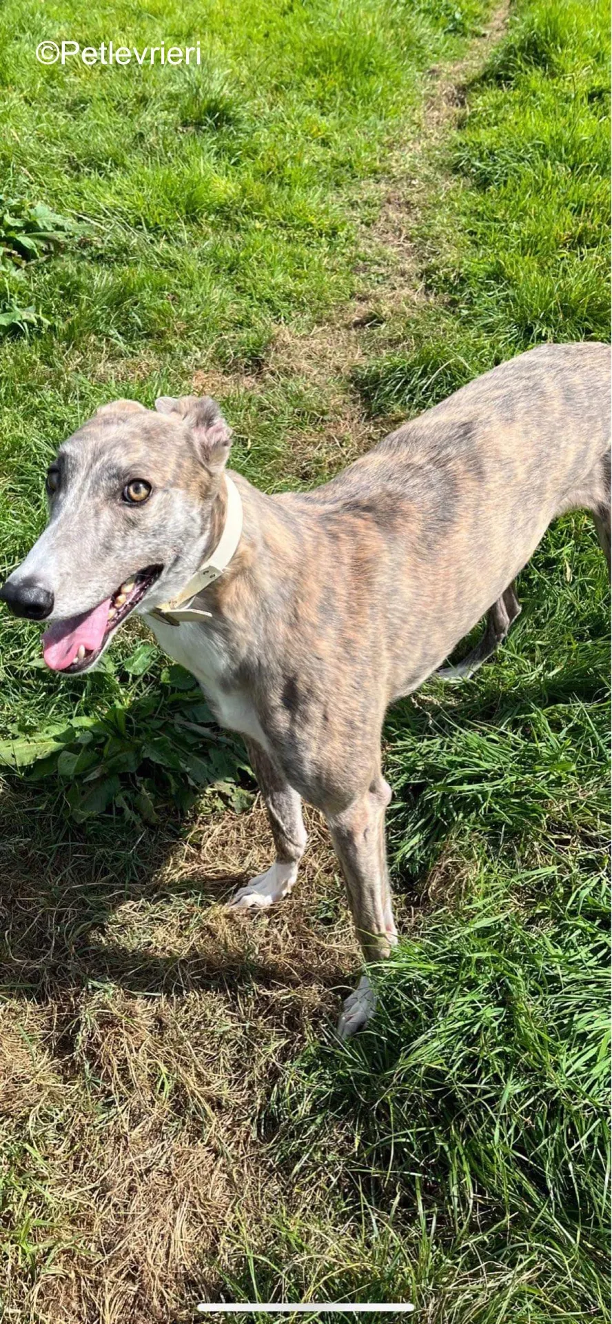 rosie adozione levrieri greyhound 4