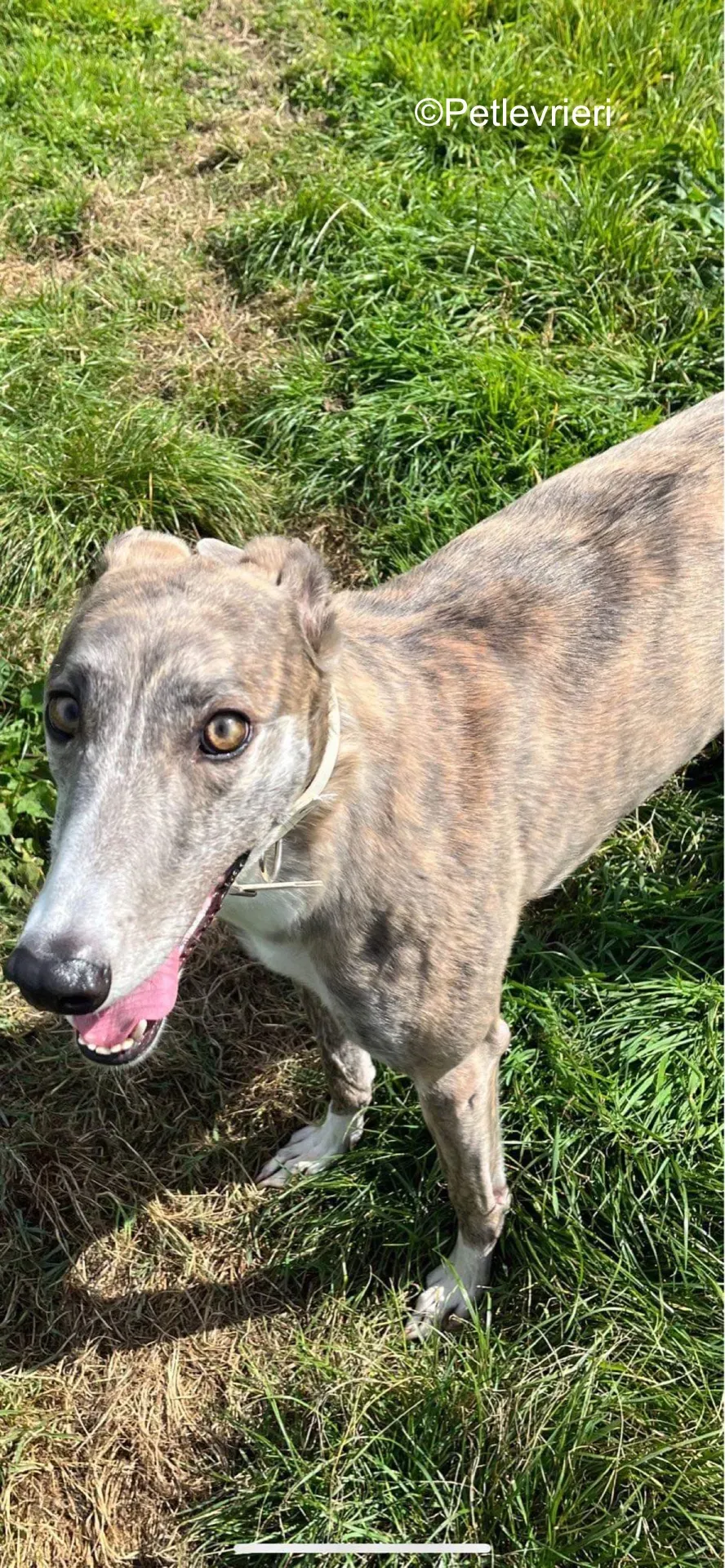 rosie adozione levrieri greyhound 5