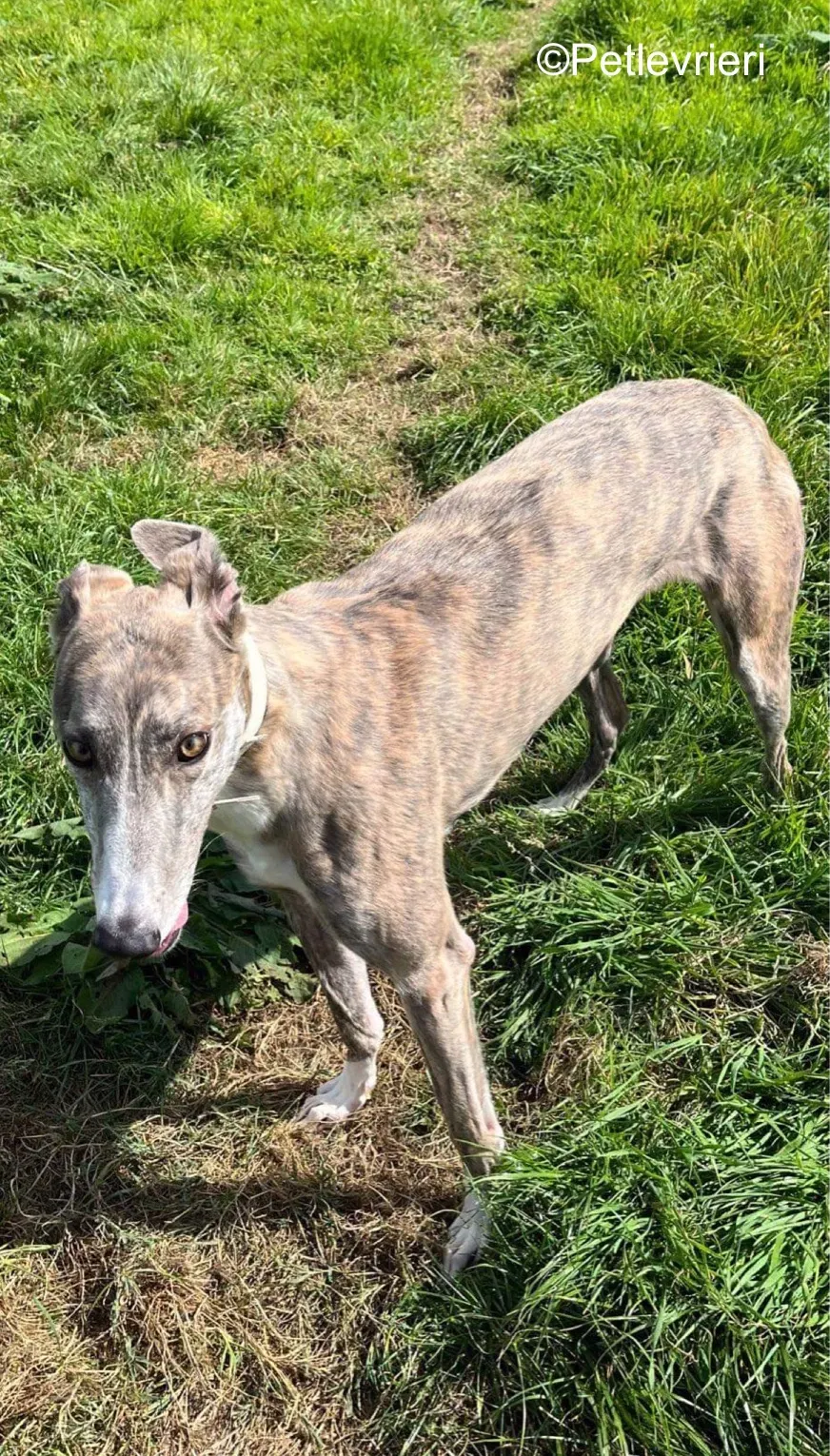 rosie adozione levrieri greyhound 6