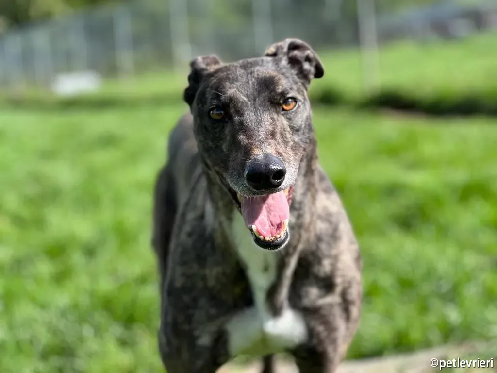 rosie greyhound adozione pet levrieri 01