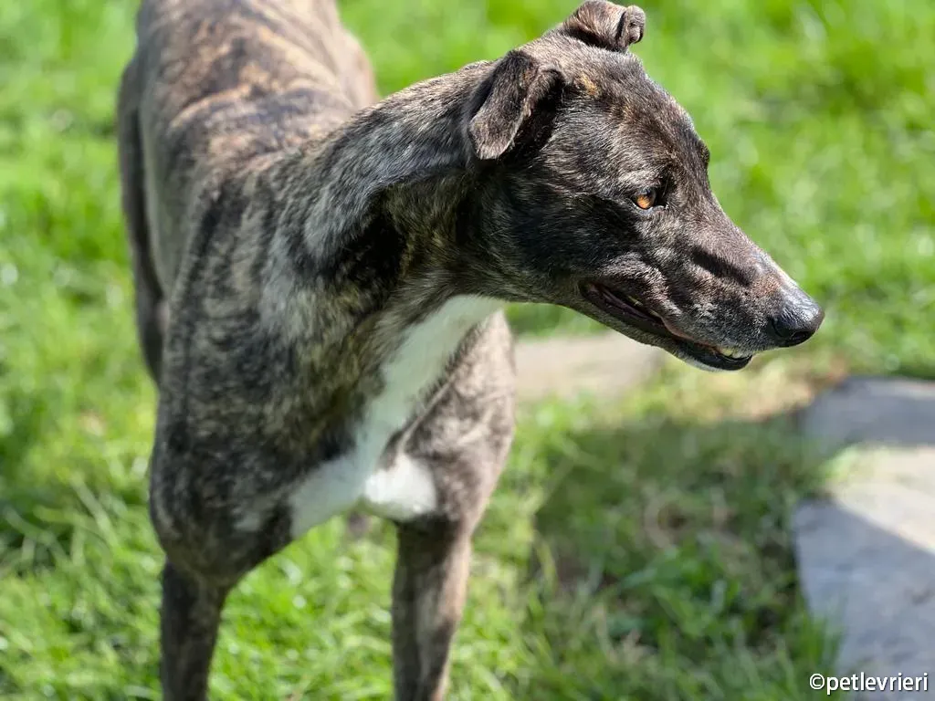 rosie greyhound adozione pet levrieri 02