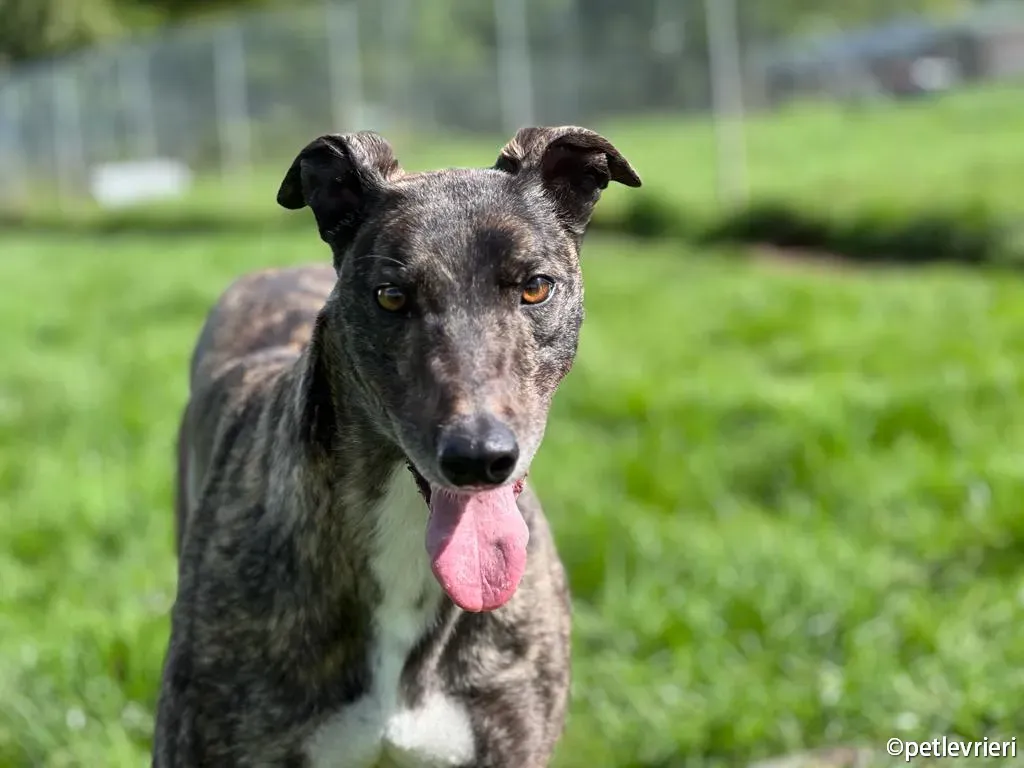 rosie greyhound adozione pet levrieri 03