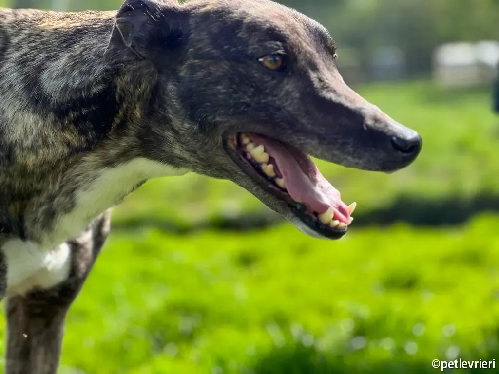rosie greyhound adozione pet levrieri 04
