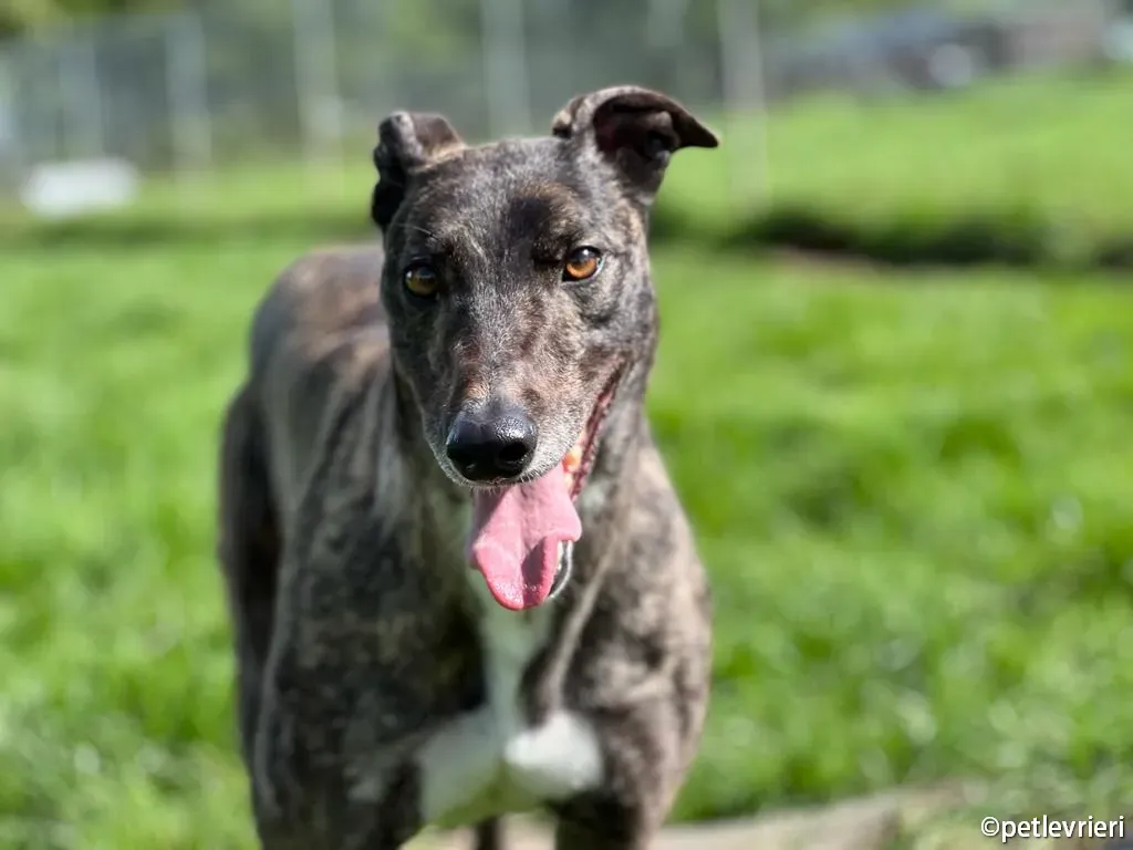 rosie greyhound adozione pet levrieri 05