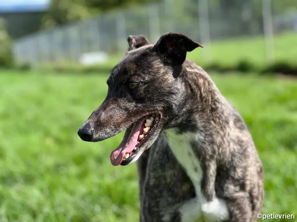rosie greyhound adozione pet levrieri 06