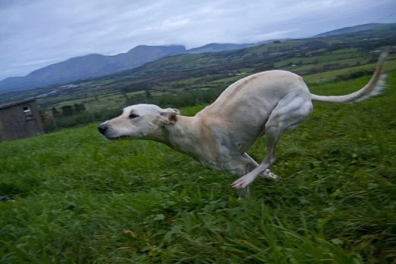 rosie21 e1385754367221