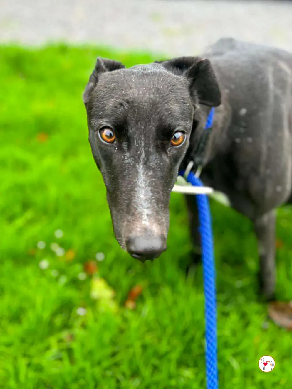 rosie grey adozione 01