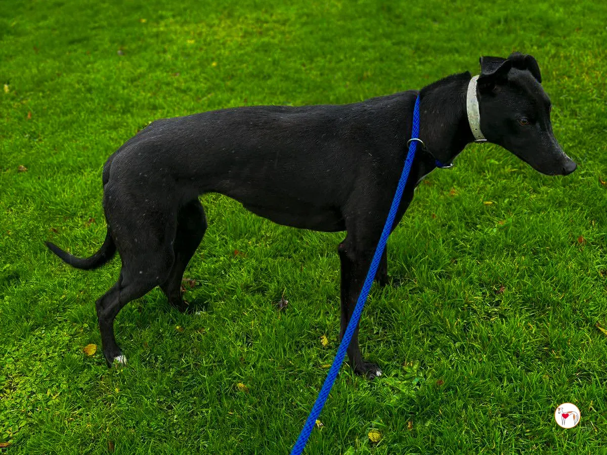 rosie grey adozione 02