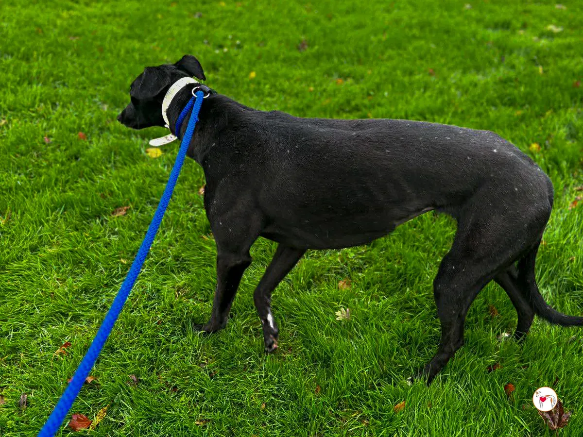 rosie grey adozione 03