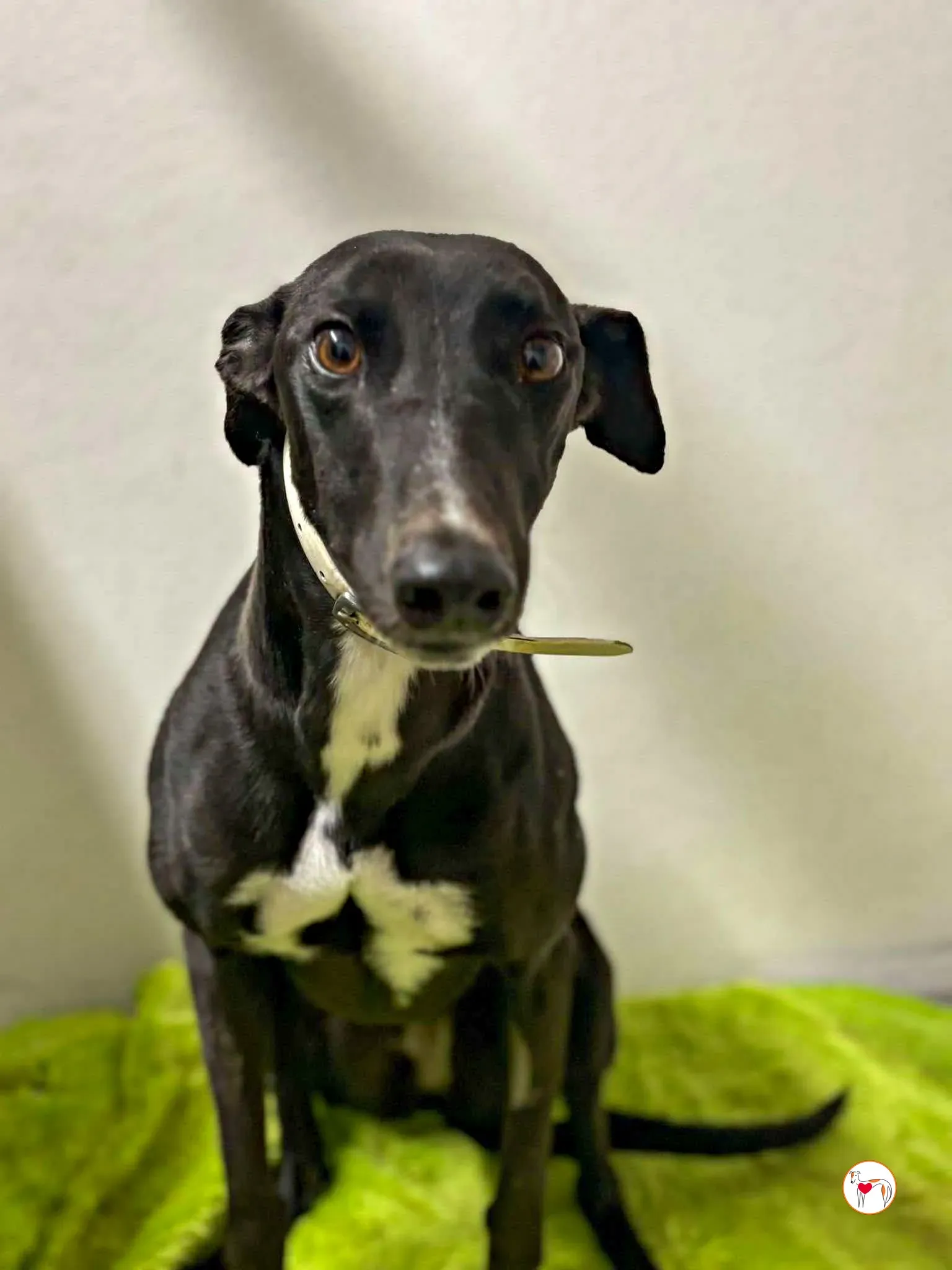 rosie grey adozione 04