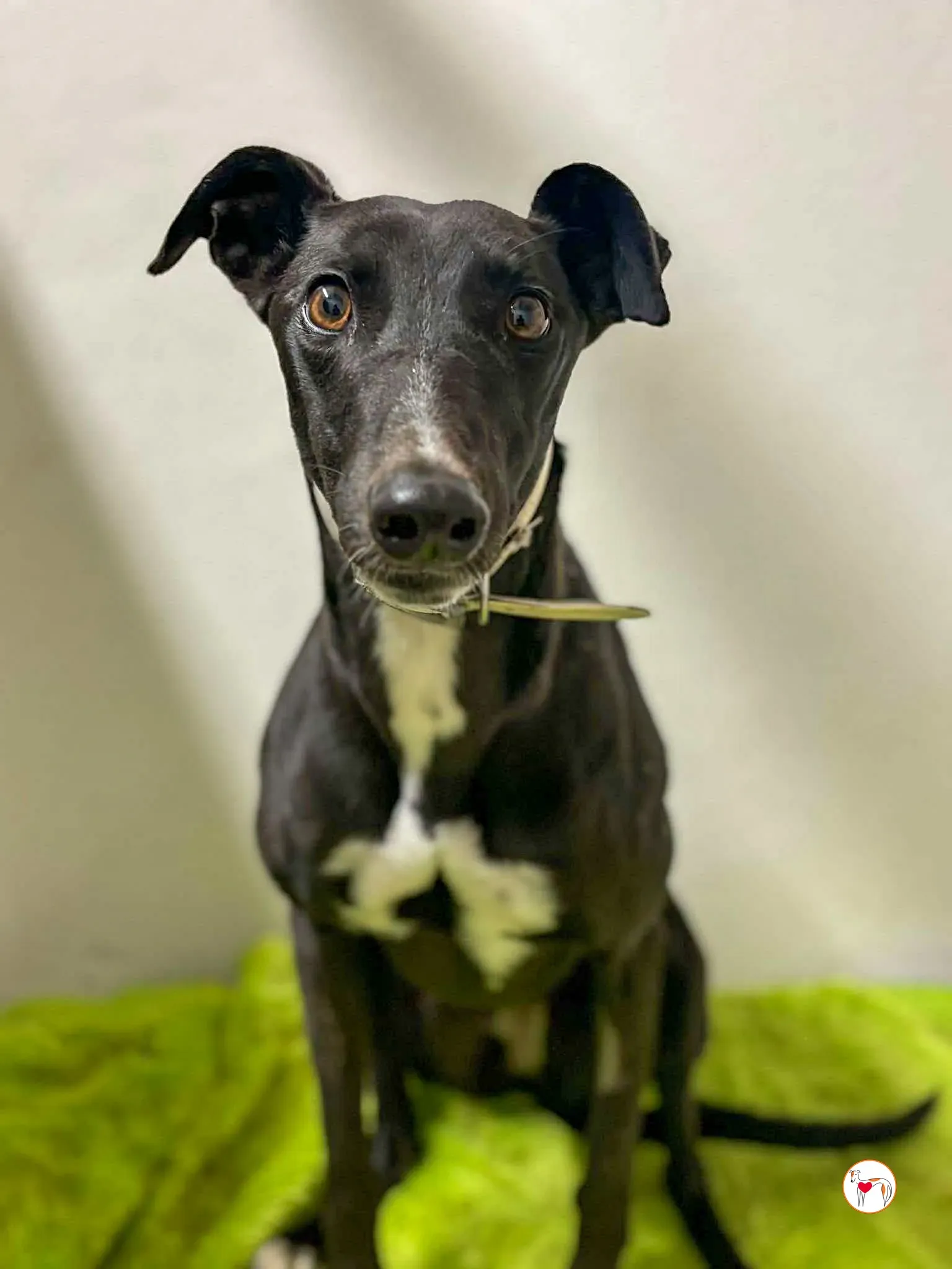 rosie grey adozione 05