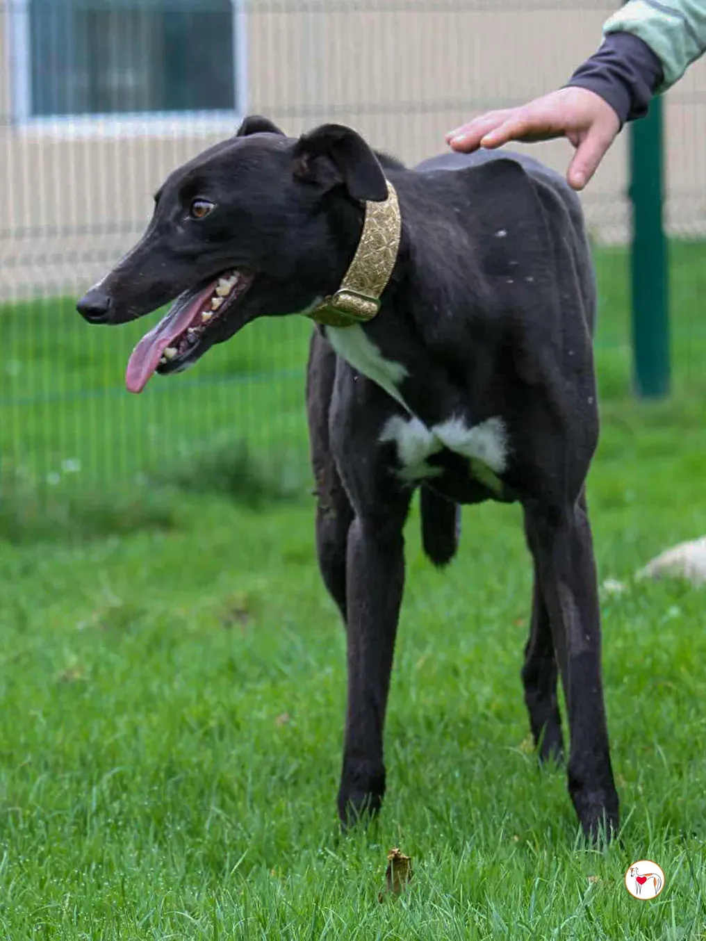 rosie grey adozione 06