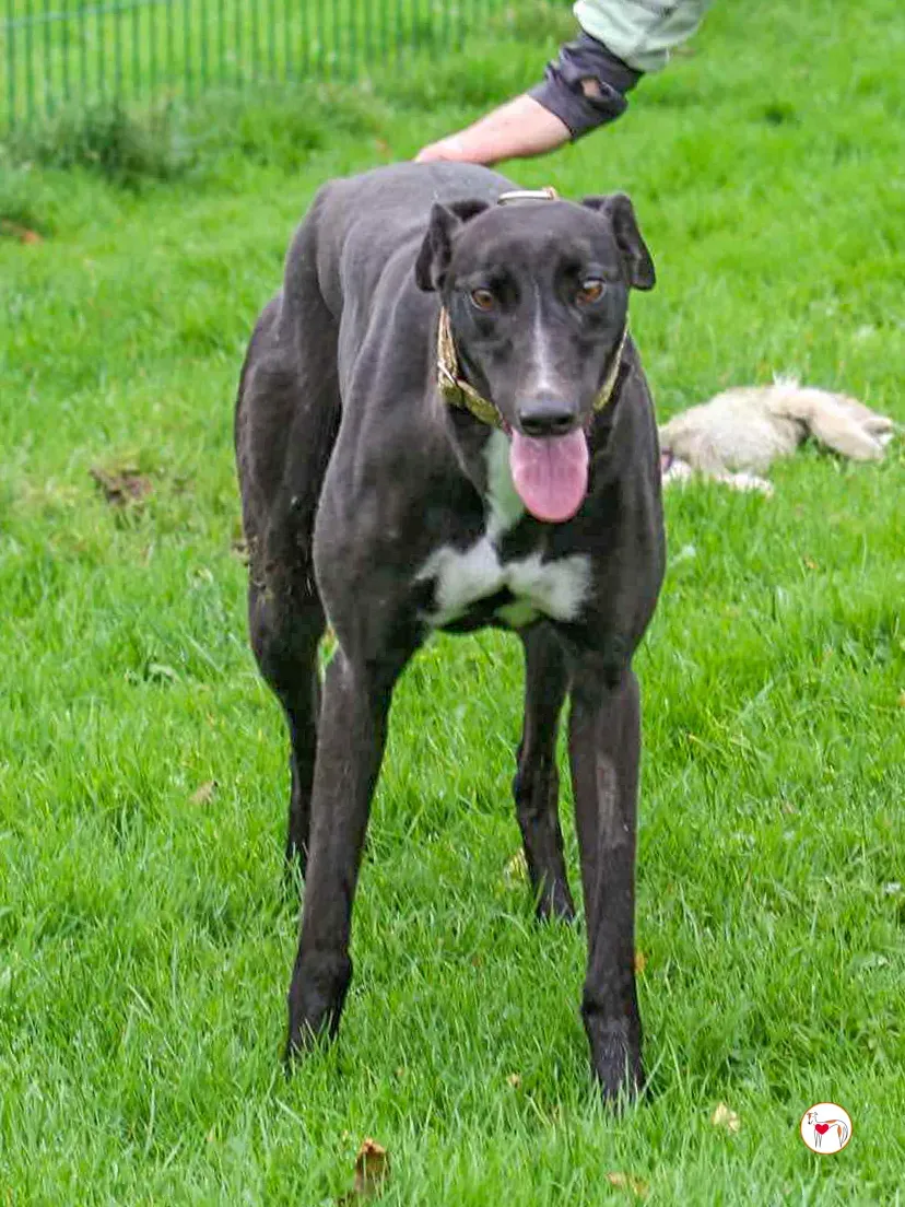 rosie grey adozione 07