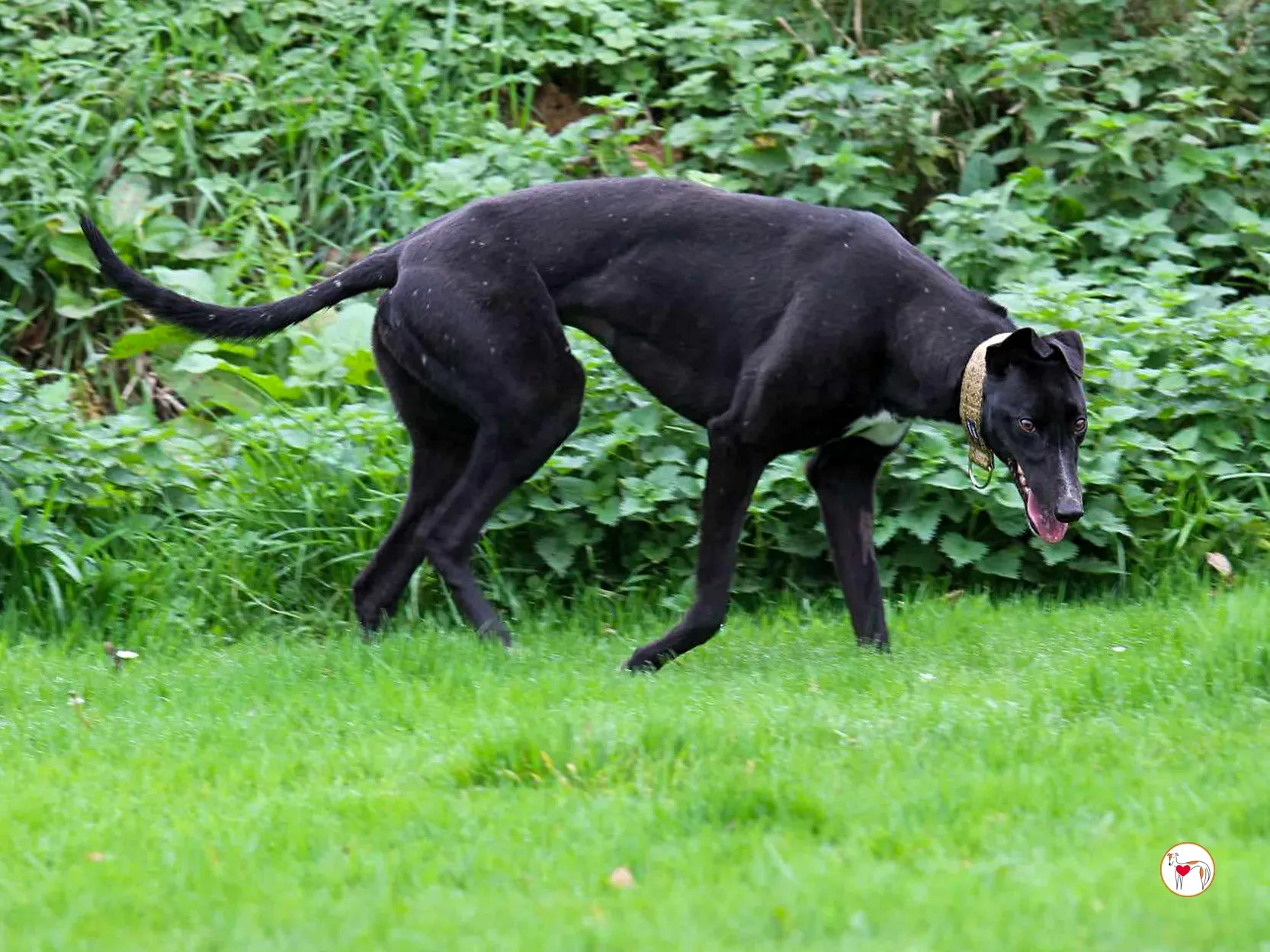 rosie grey adozione 08