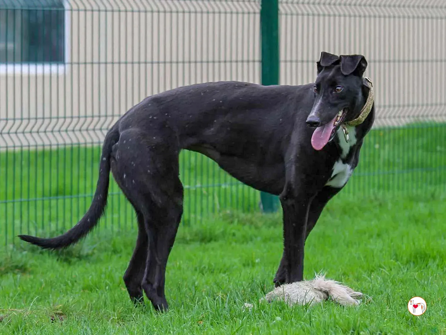 rosie grey adozione 09