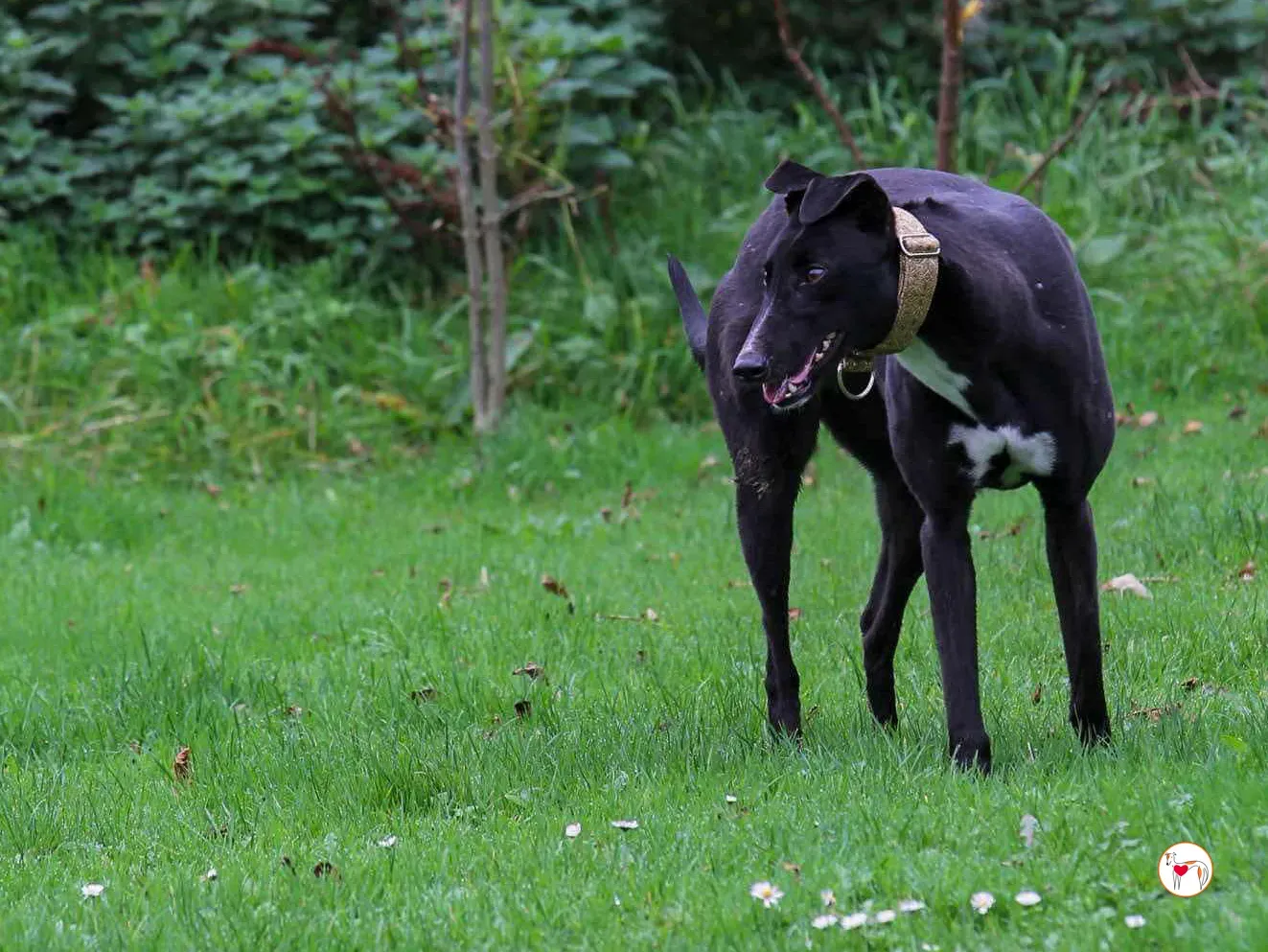 rosie grey adozione 10