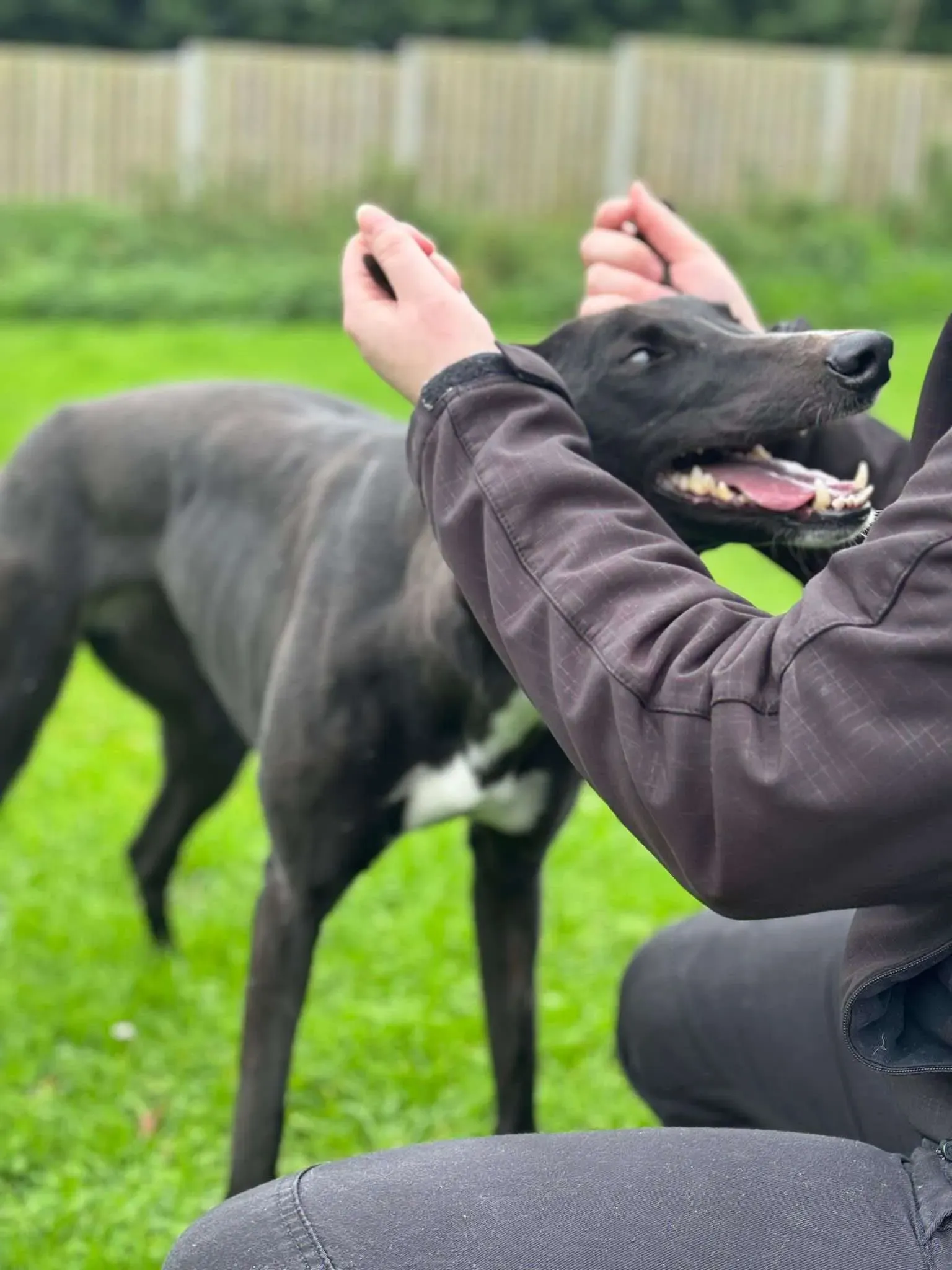 rosie grey adozione 11