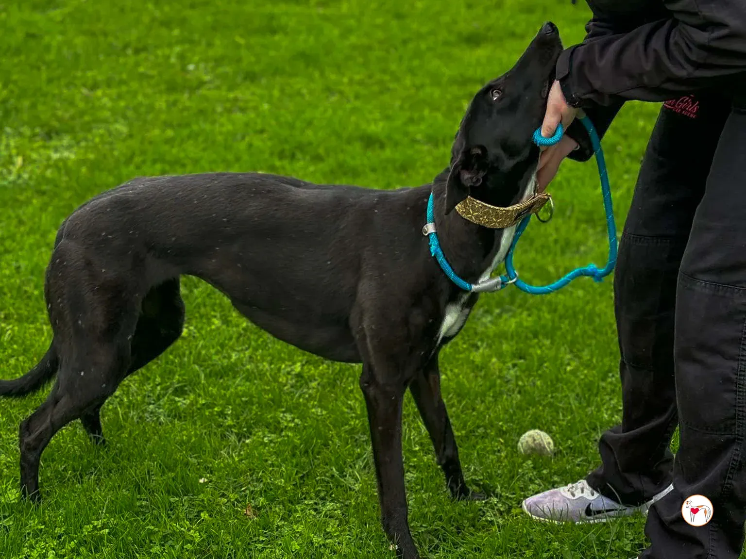 rosie grey adozione 12