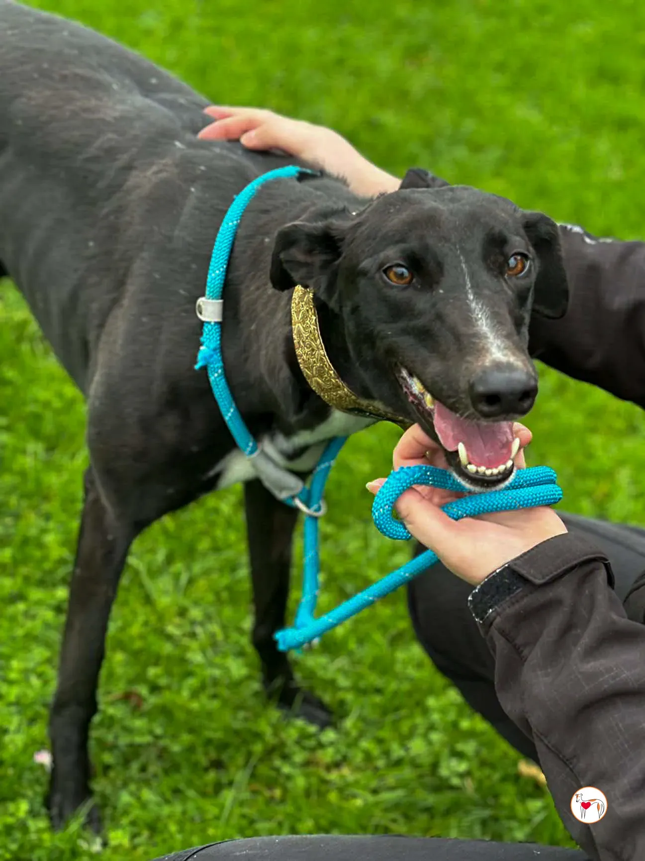 rosie grey adozione 13