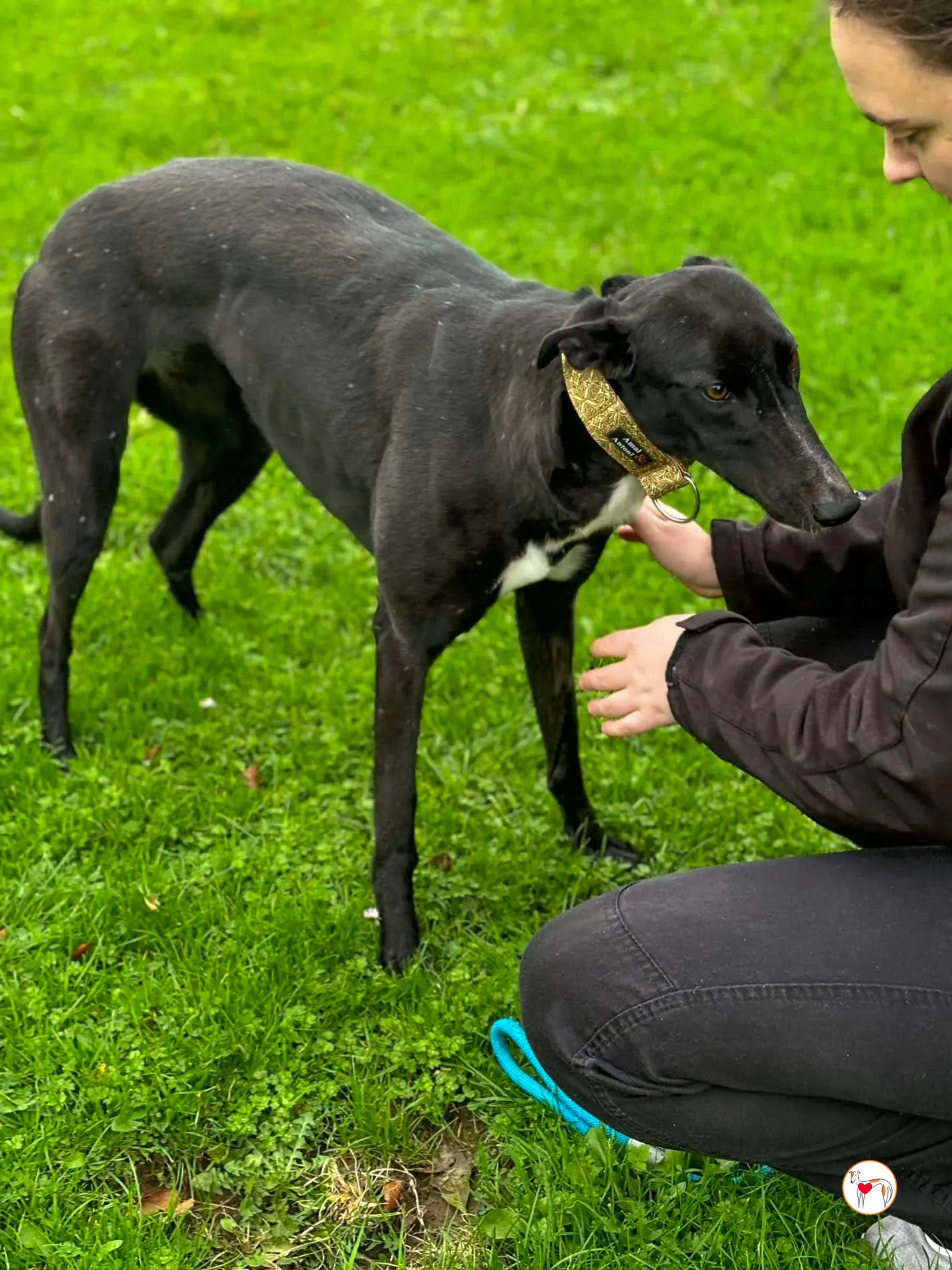 rosie grey adozione 14