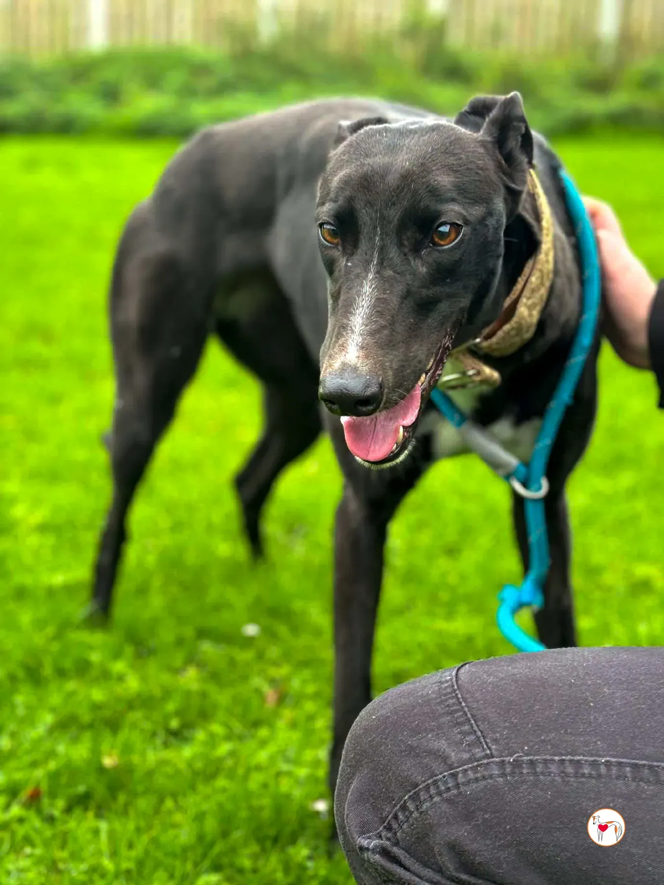 rosie grey adozione 15