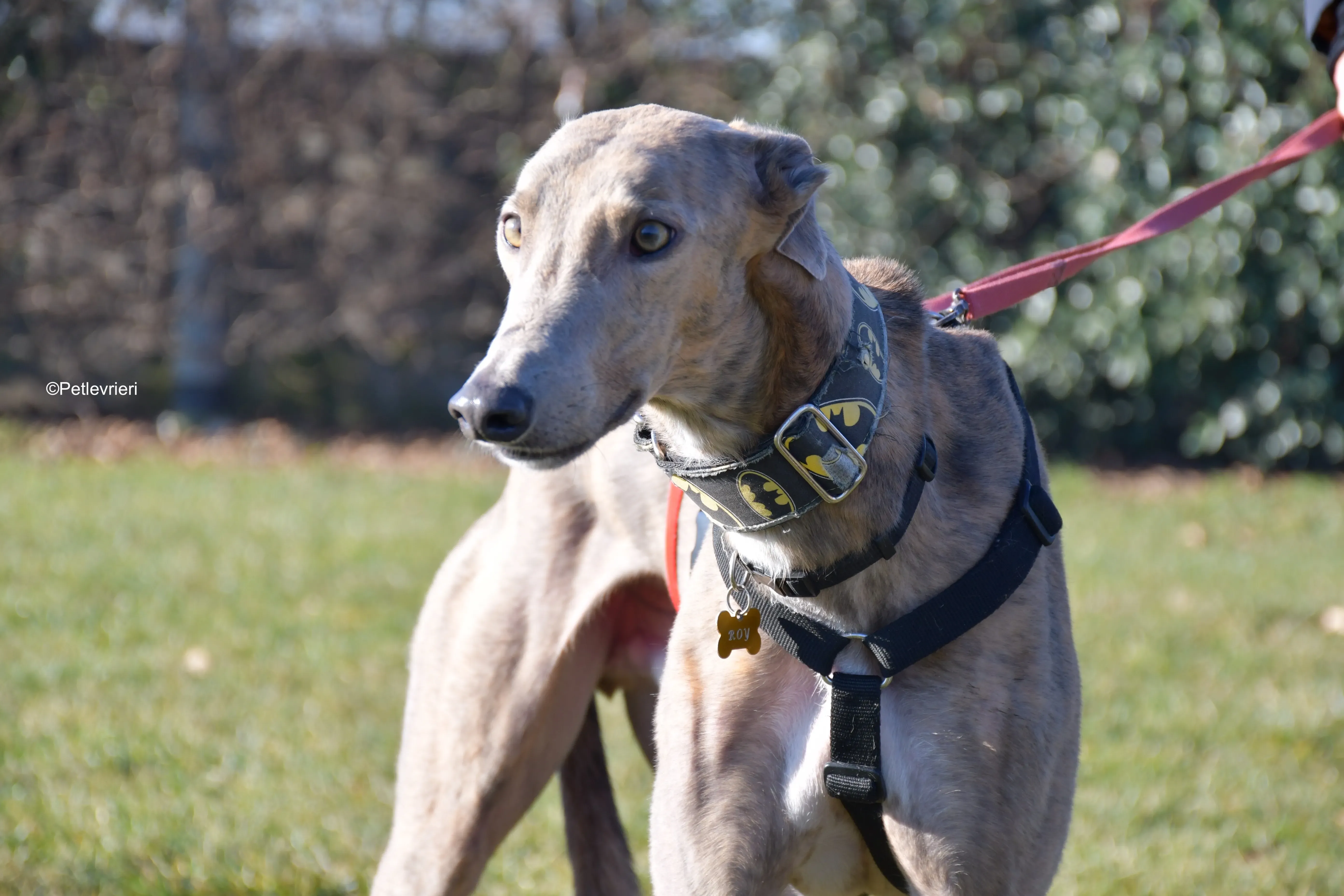 rossa adozione levrieri greyhound 1