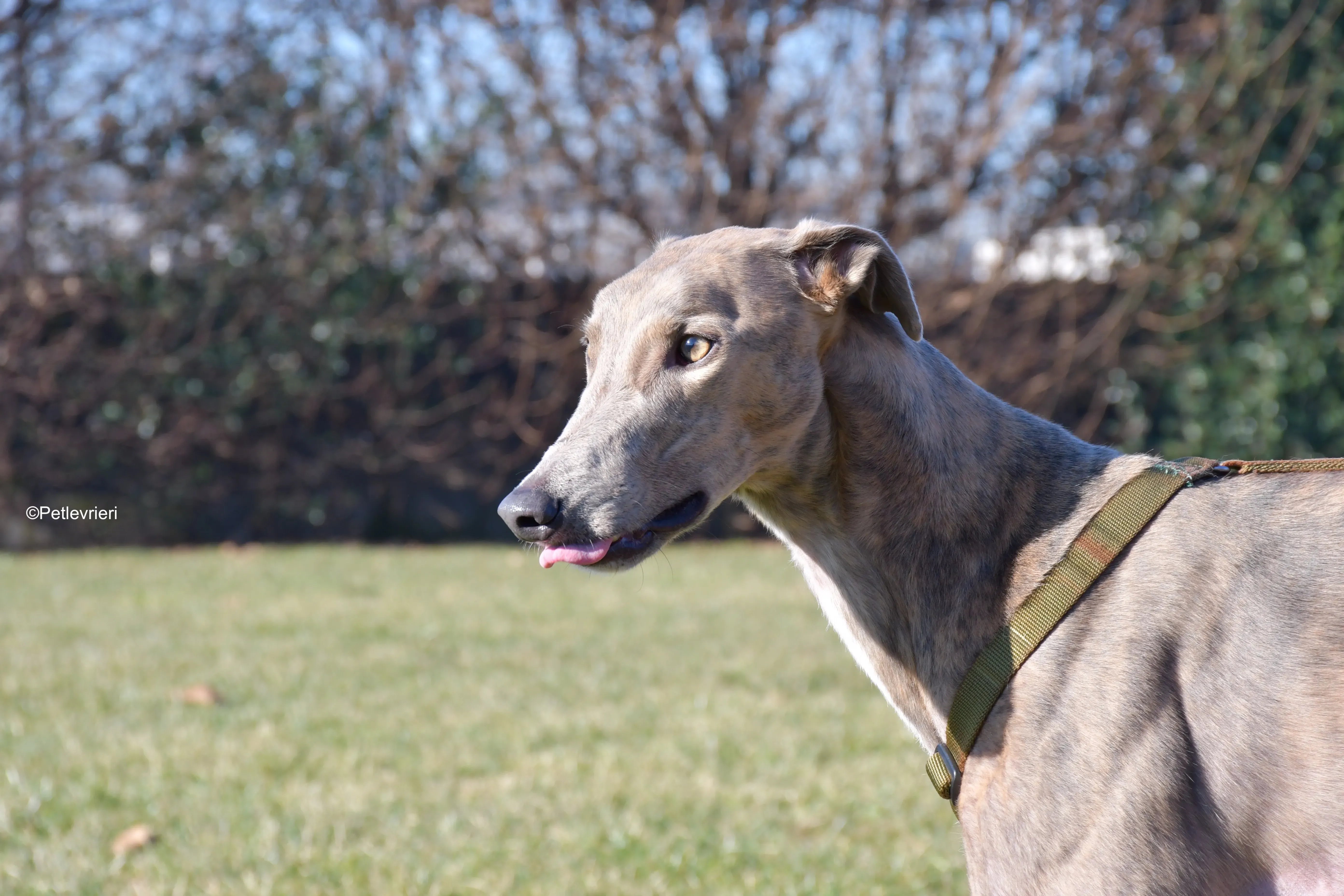 rossa adozione levrieri greyhound 10