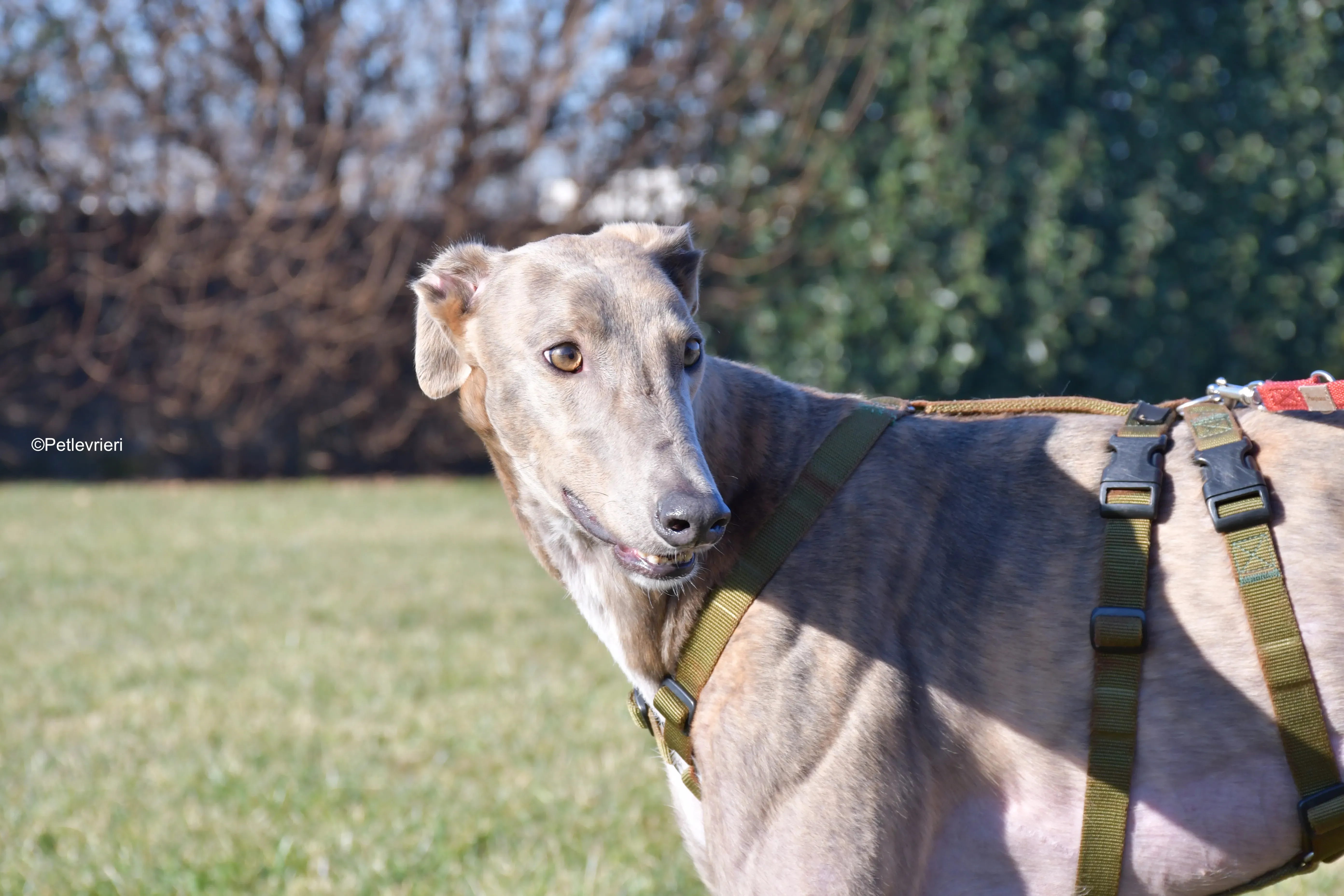 rossa adozione levrieri greyhound 11