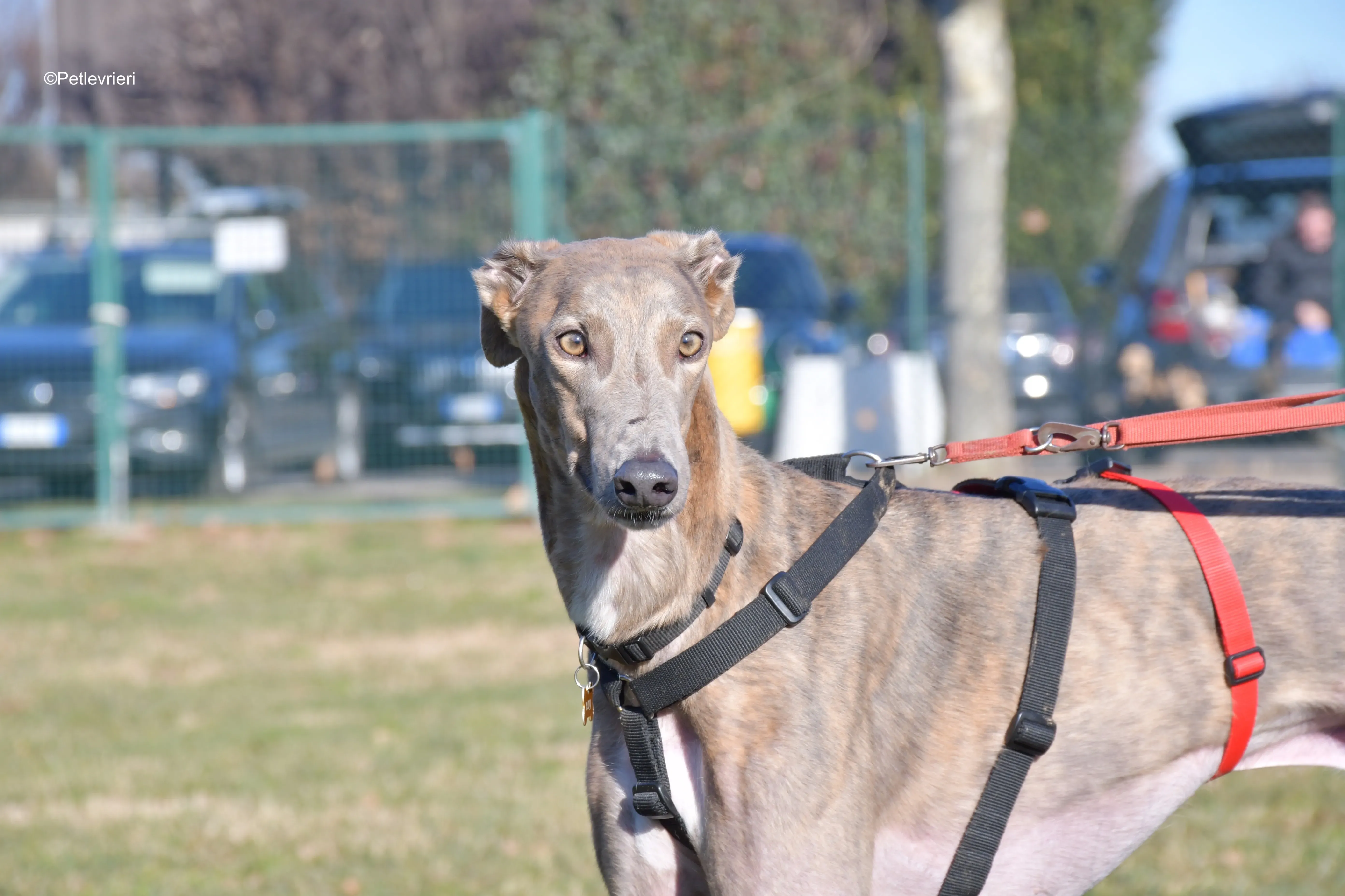 rossa adozione levrieri greyhound 2