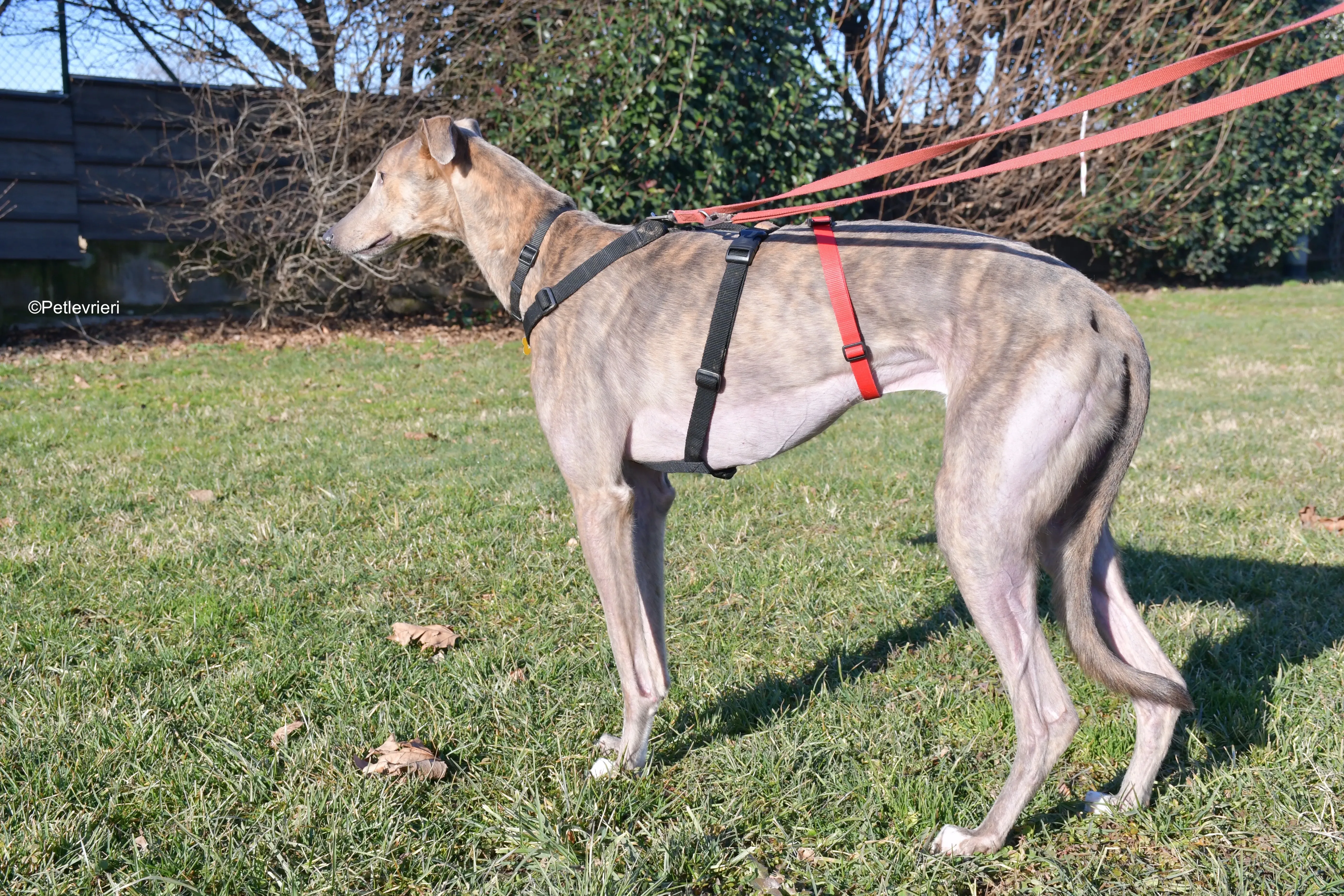 rossa adozione levrieri greyhound 3