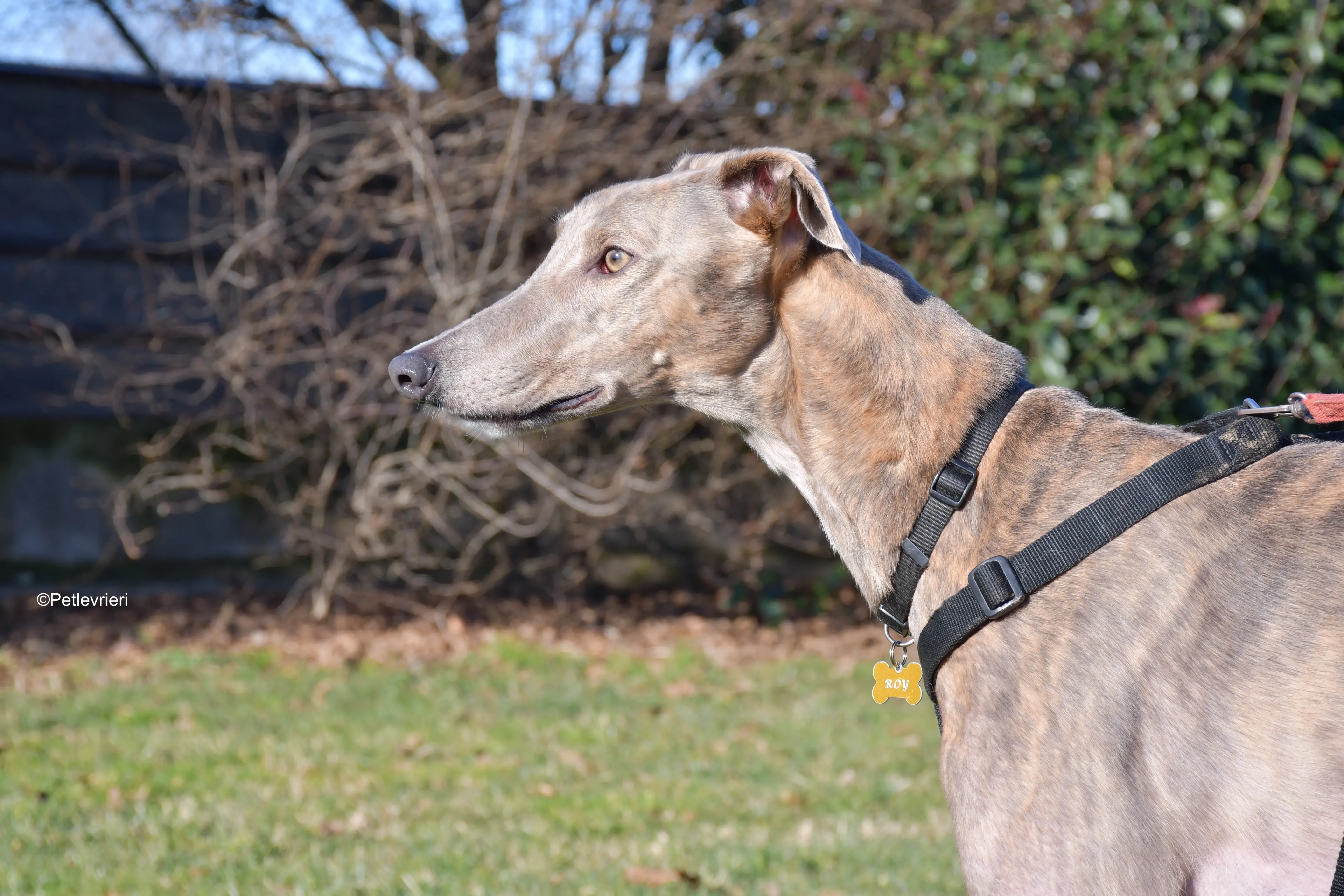 rossa adozione levrieri greyhound 4