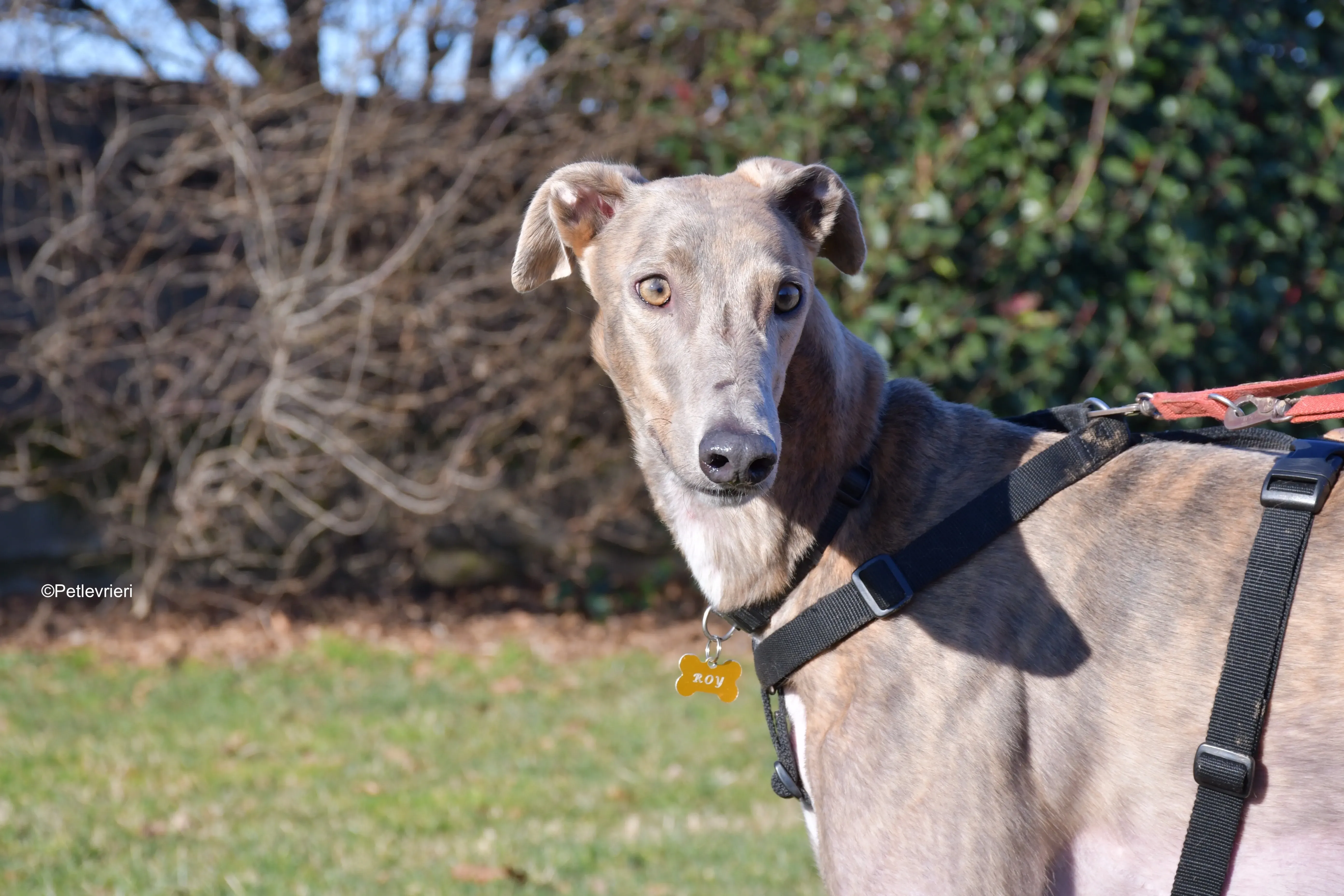 rossa adozione levrieri greyhound 5