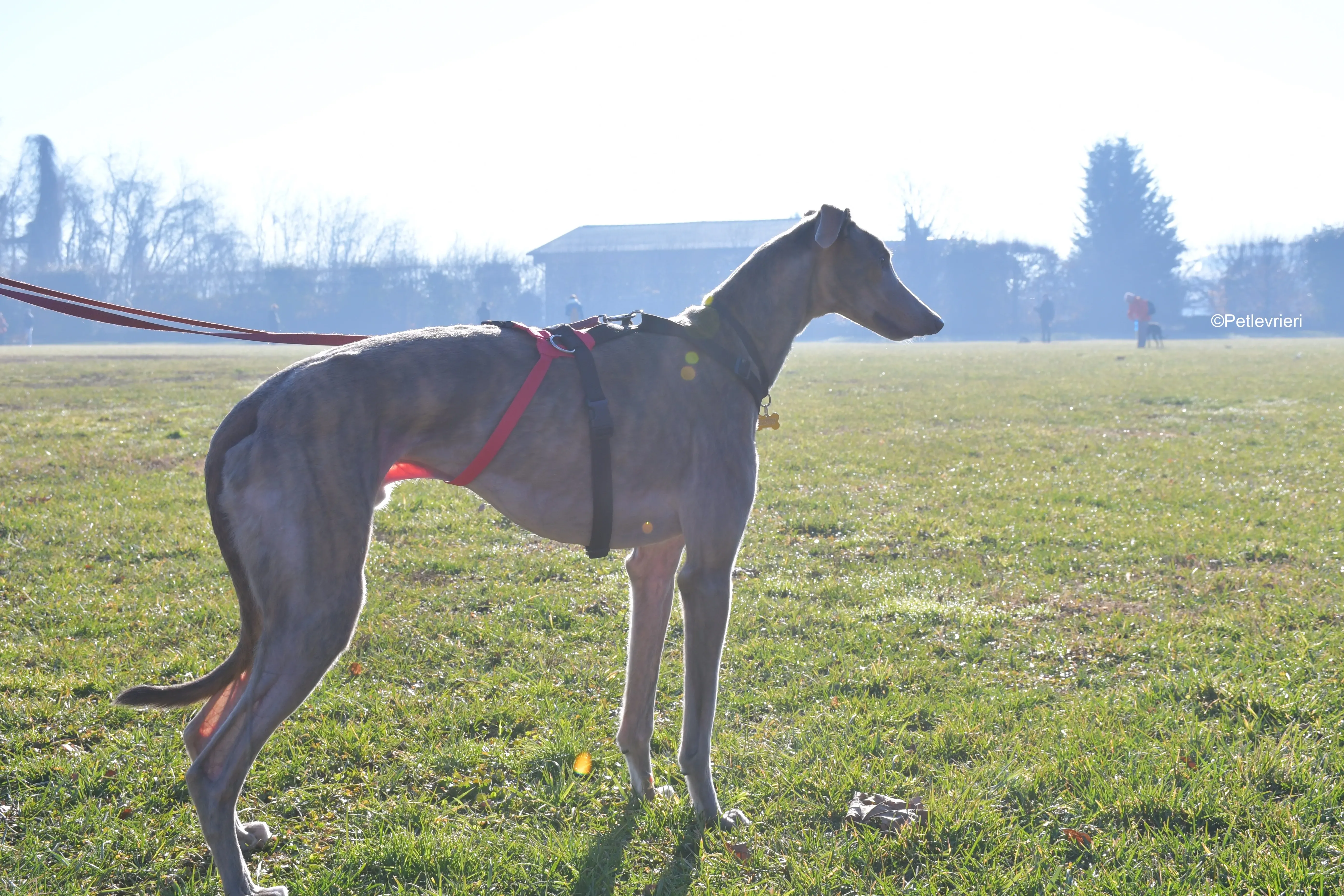 rossa adozione levrieri greyhound 6