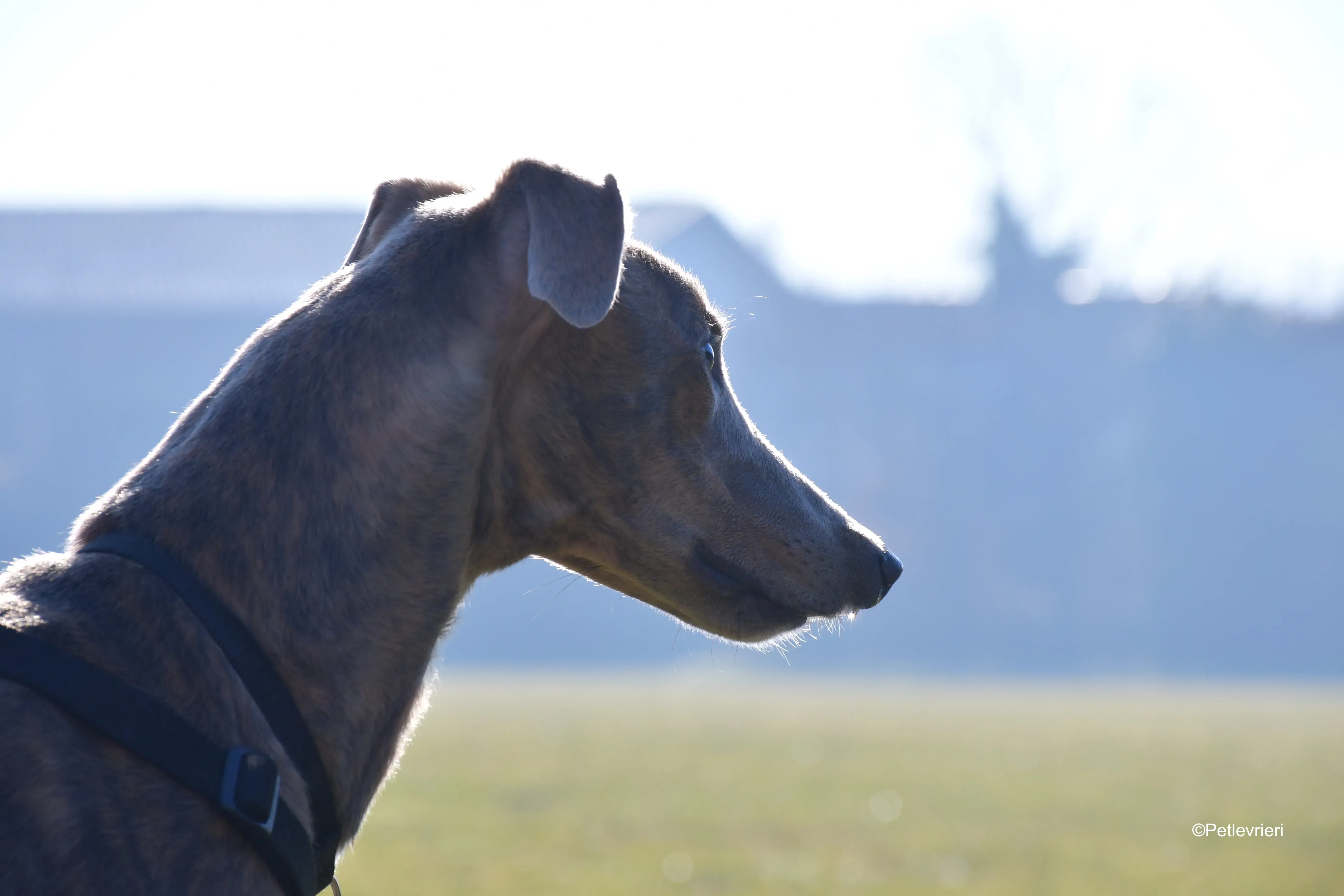 rossa adozione levrieri greyhound 7