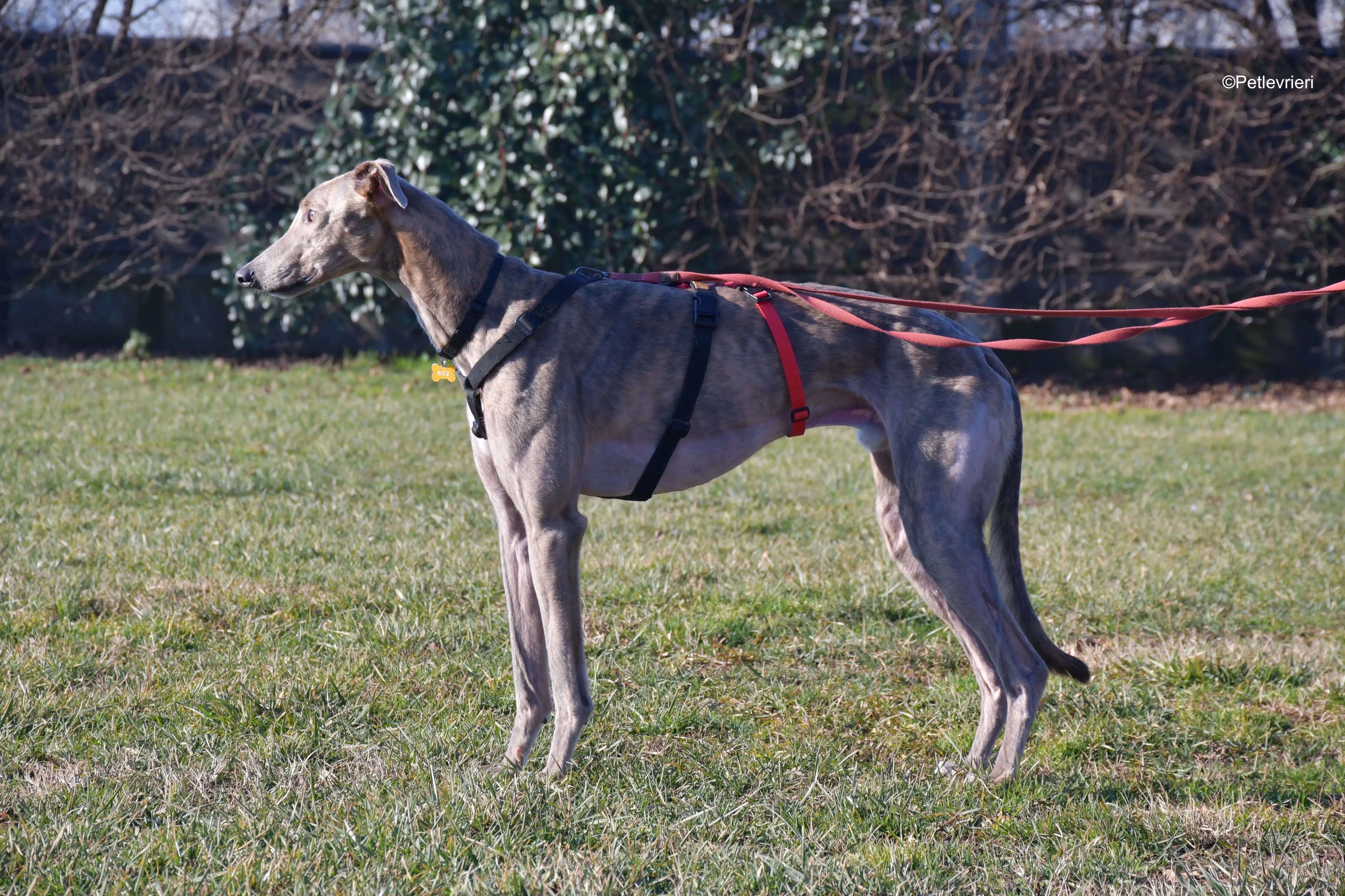 rossa adozione levrieri greyhound 8