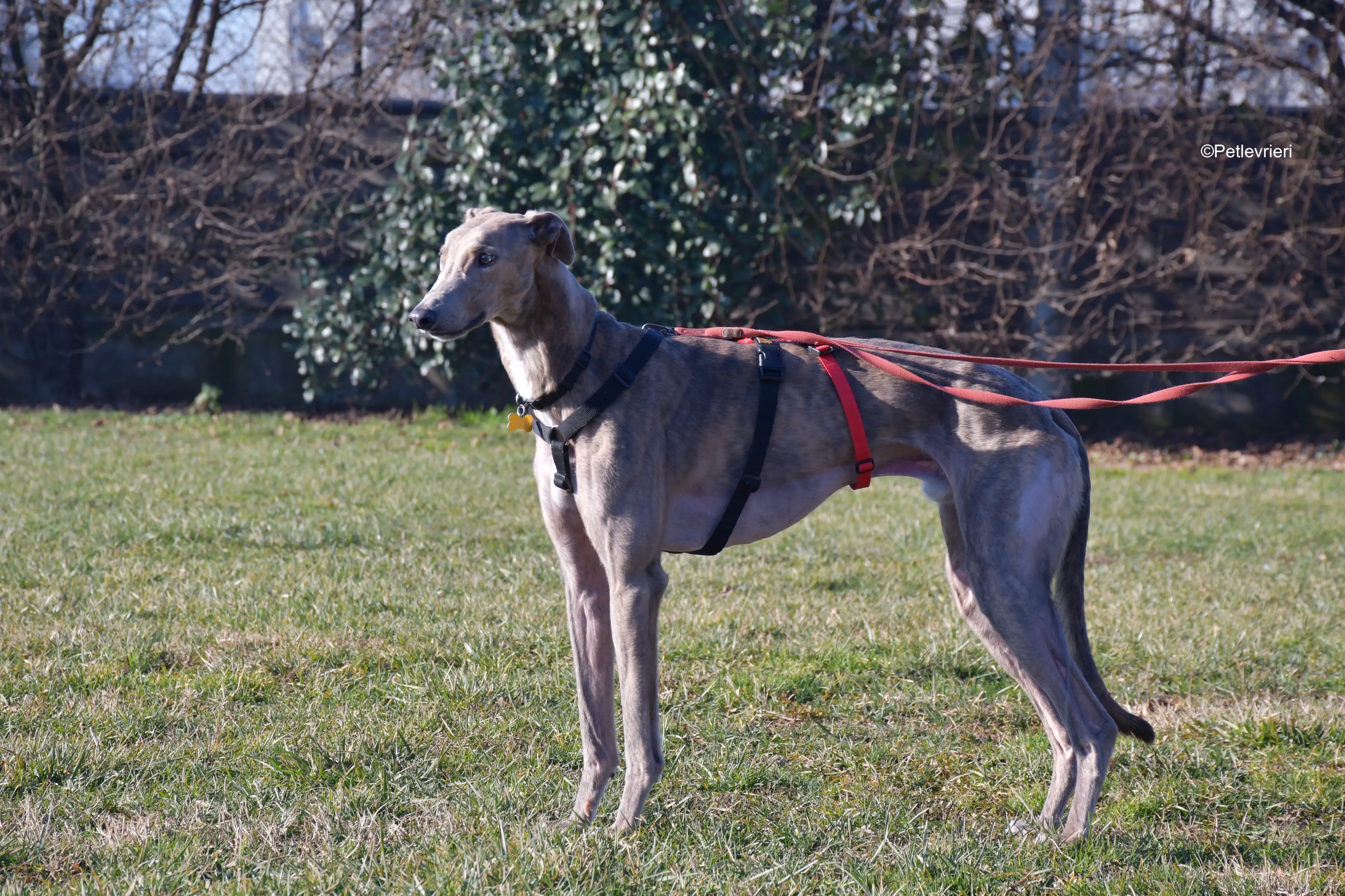 rossa adozione levrieri greyhound 9