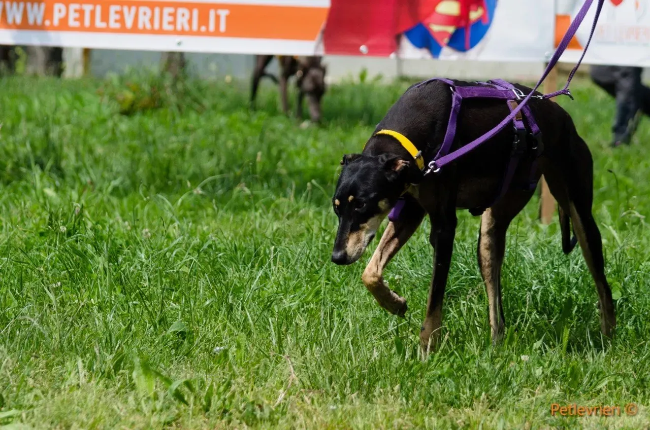 roxy adozione levrieri greyhound 5